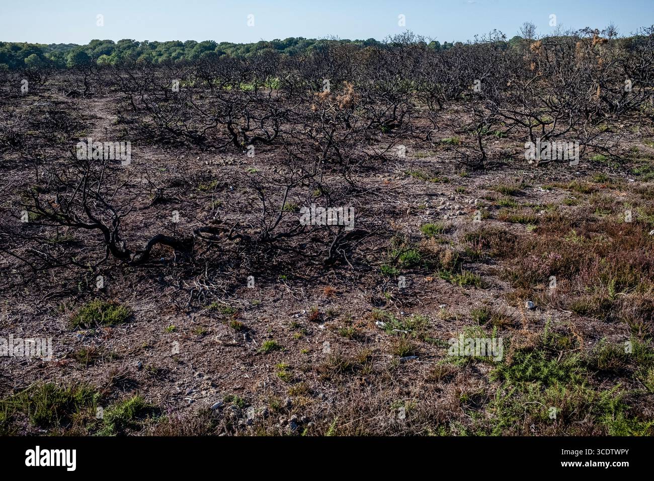 Ginstersträucher, geschwärzt und verbrannt auf der Heide im New Forest Stockfoto