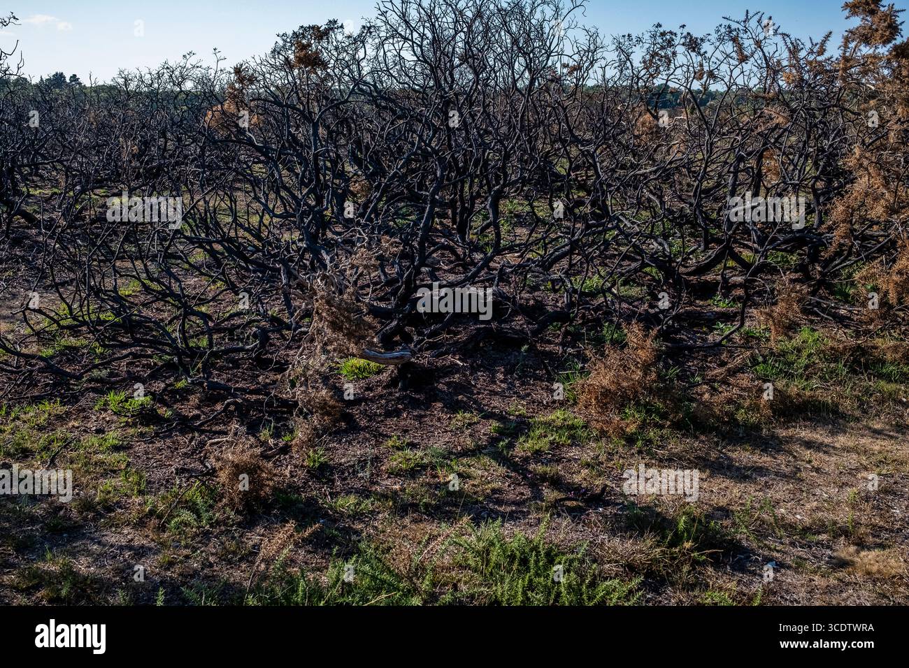 Ginstersträucher, geschwärzt und verbrannt auf der Heide im New Forest Stockfoto