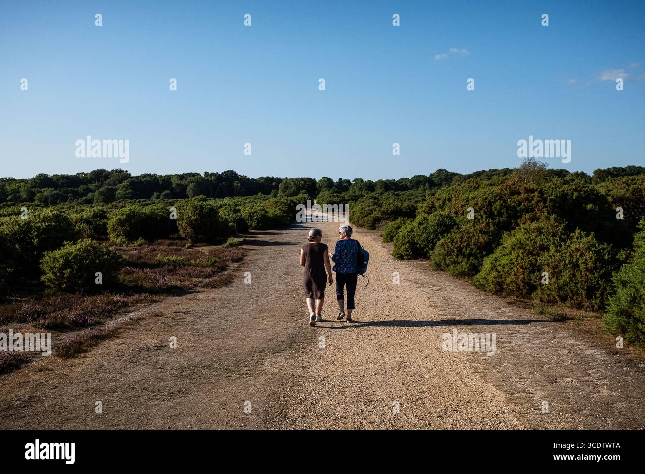 Zwei Seniorinnen gehen an einem Sommertag in Richtung Sonnenuntergang im New Forest Hampshire Stockfoto