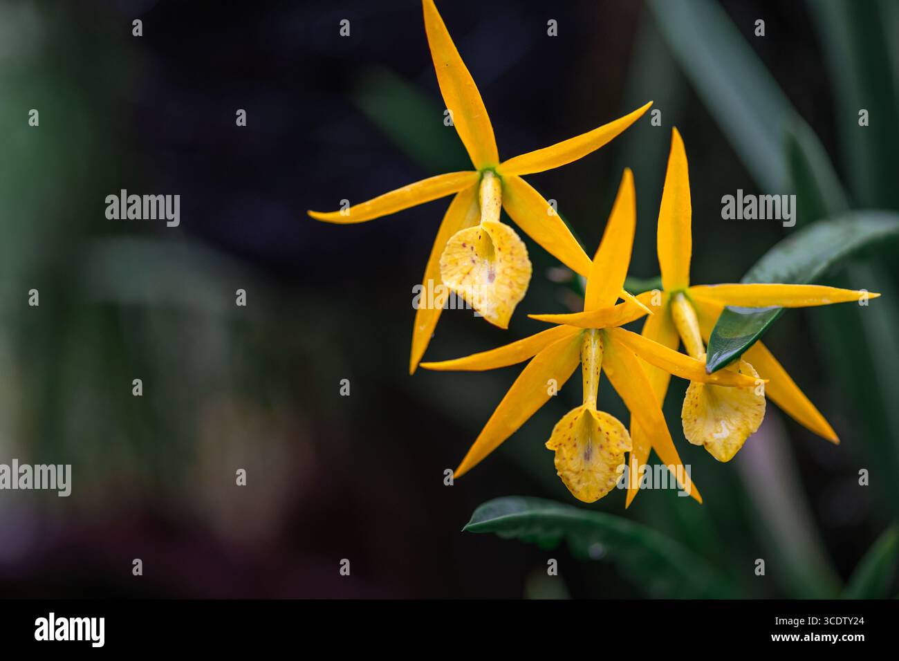 Nahaufnahme von Cattleya Rechara frances Fuchs Orchidee. Orchideengattung Myrmecatavola. Gelbe und rote Orchideen. Cattleya Orchidee Stockfoto