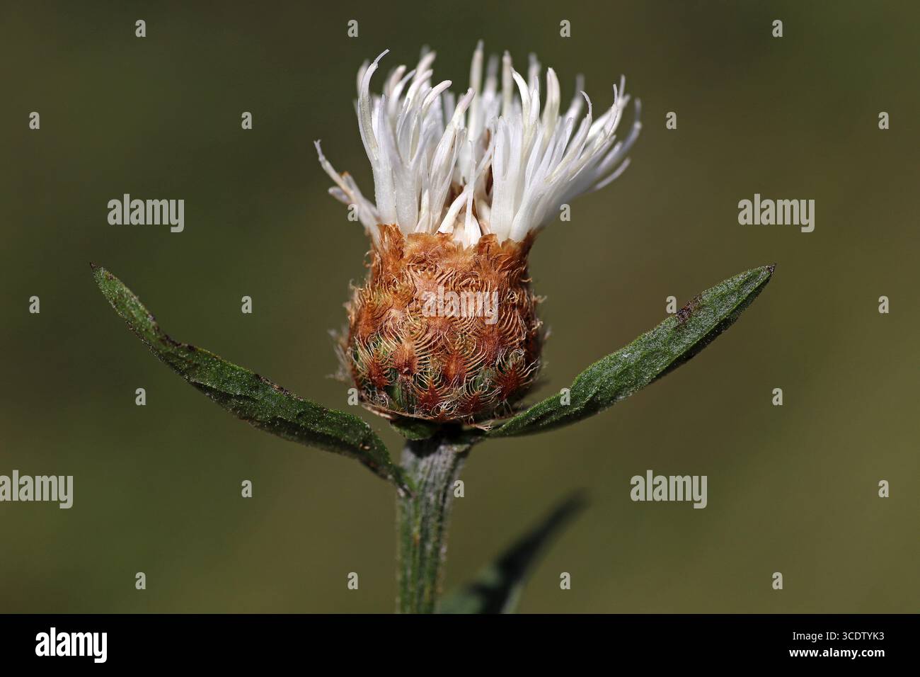 Knapweed - Centaurea nigra - ungewöhnliche weiße Form Stockfoto