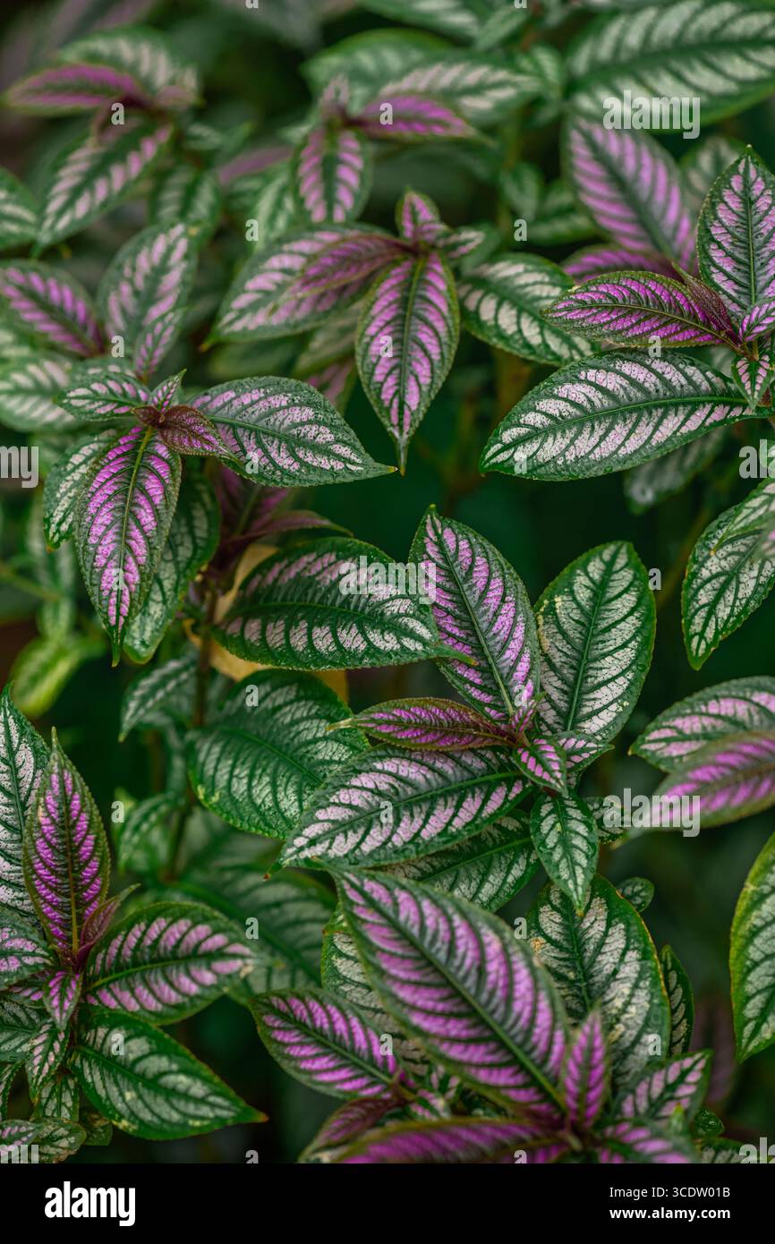 Strobilanthes dyeriana, den Persischen Schild oder Royal purple Anlage. Stockfoto