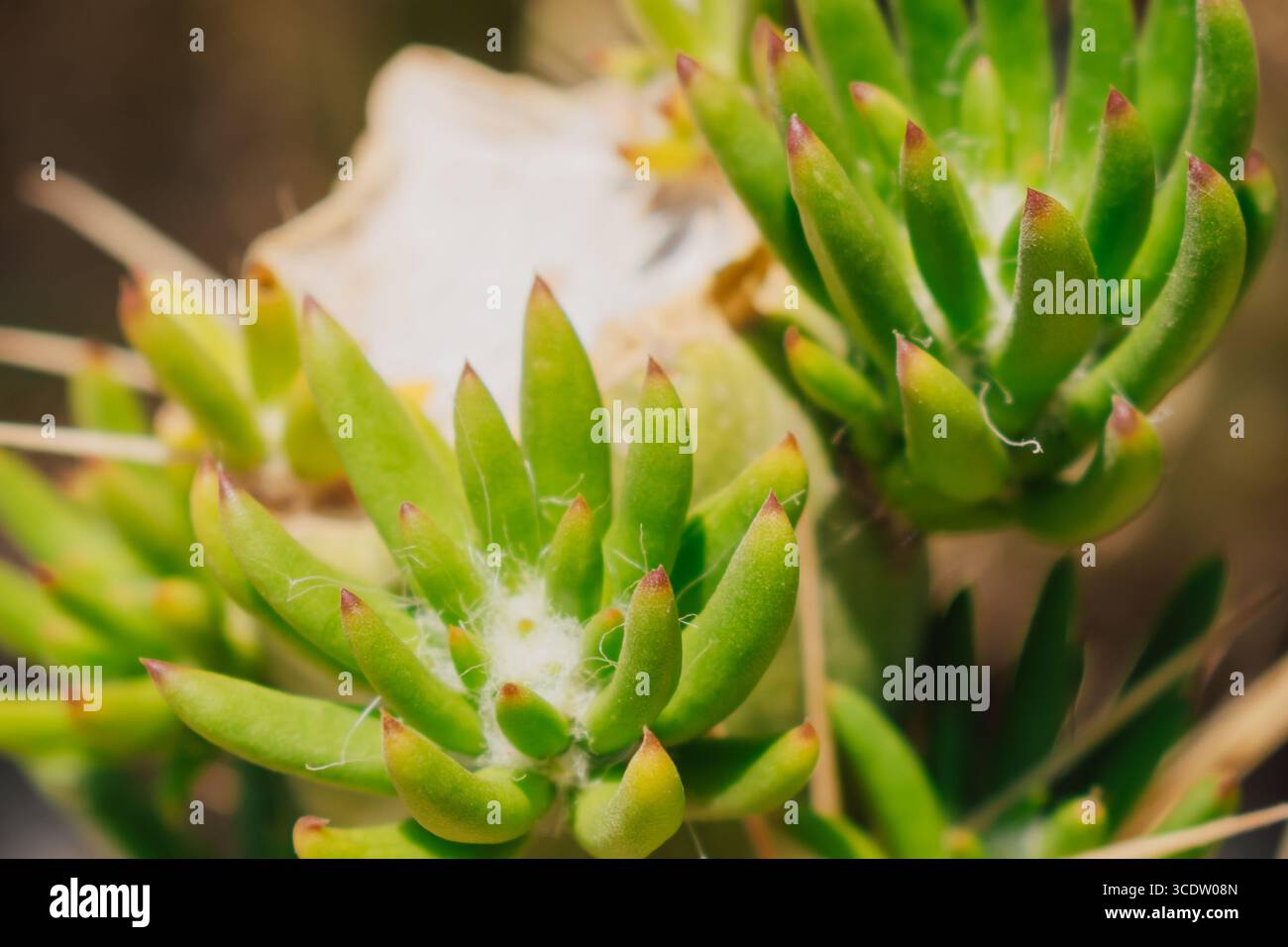 Heilender kaktus -Fotos und -Bildmaterial in hoher Auflsung  Alamy