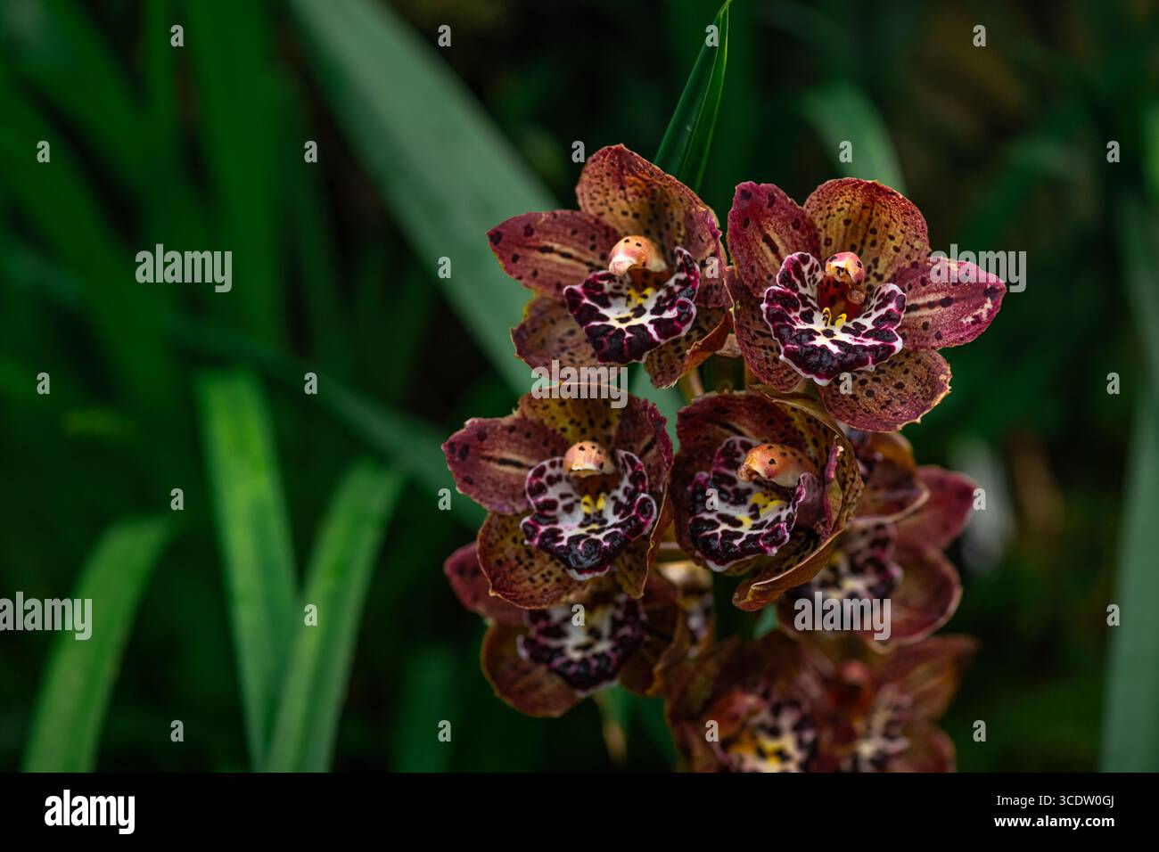 Ein wunderschöner Haufen hellrosa Cymbidium oder Boat Orchid. Stockfoto