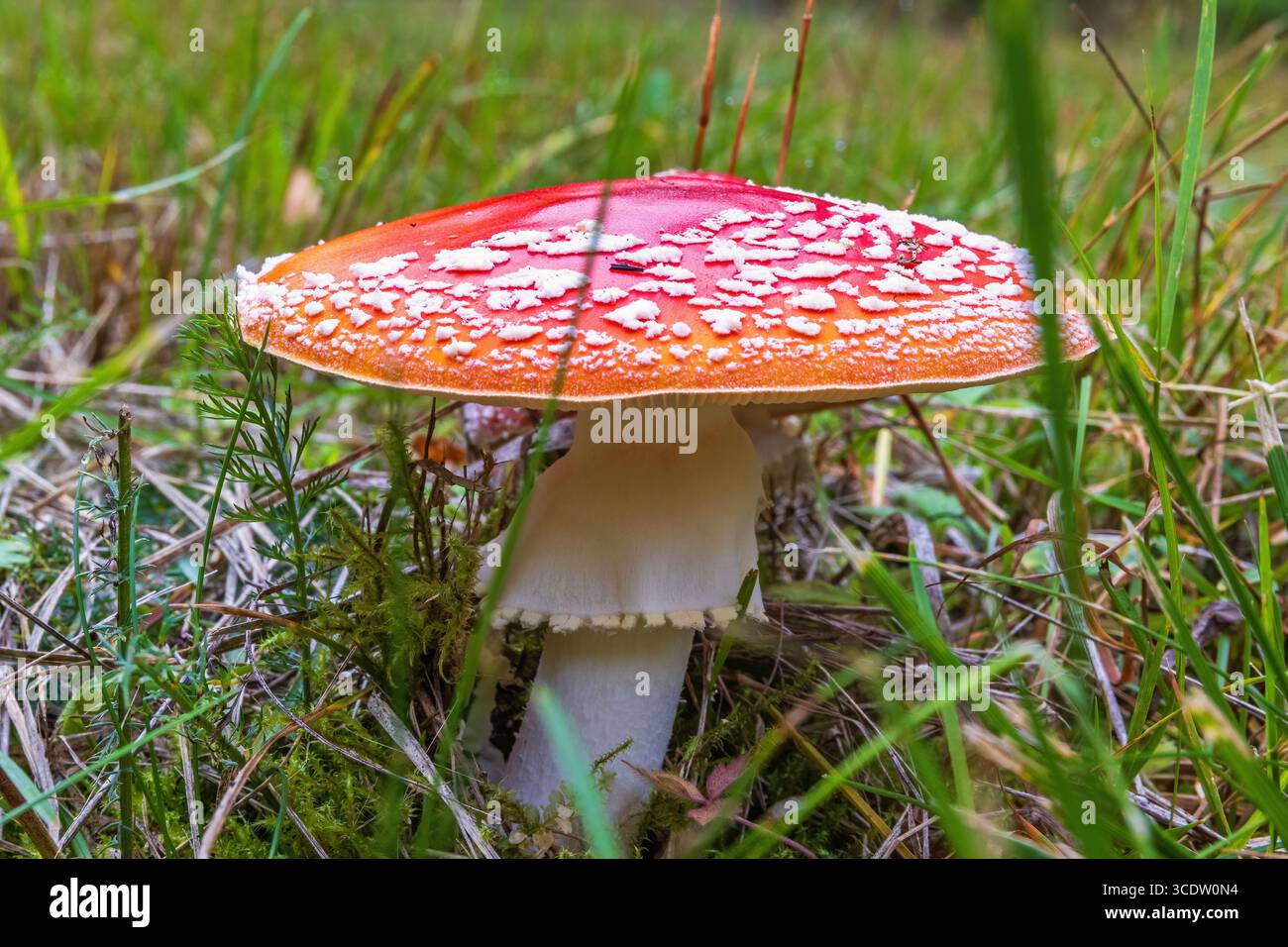 Nahaufnahme bei einem Fliegenpilz Stockfoto