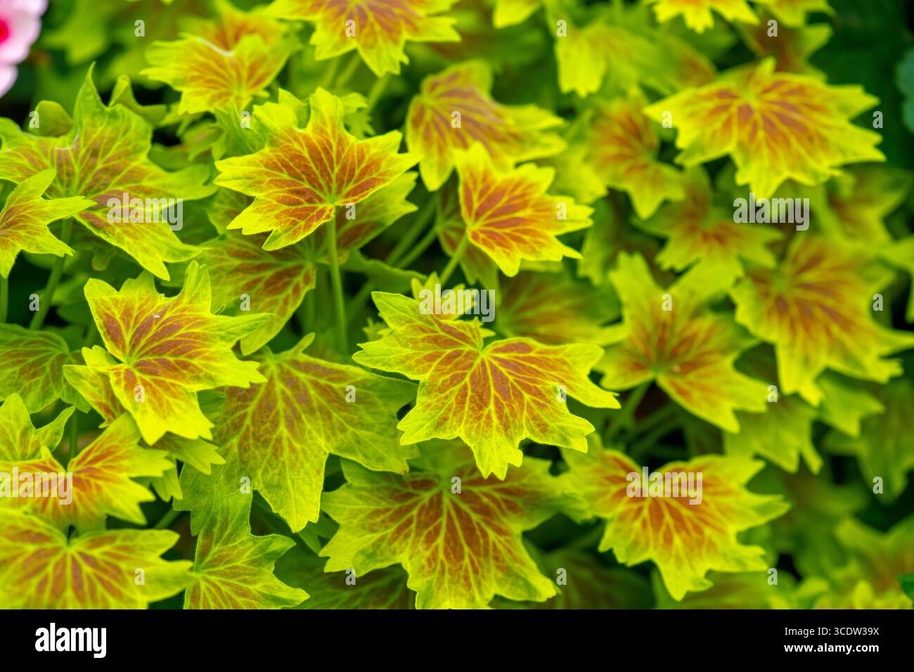 Pelargonium Vancouver Centennial mit seinen attraktiven Ahornblättern. Vancouver Centennial Geranium Stockfoto
