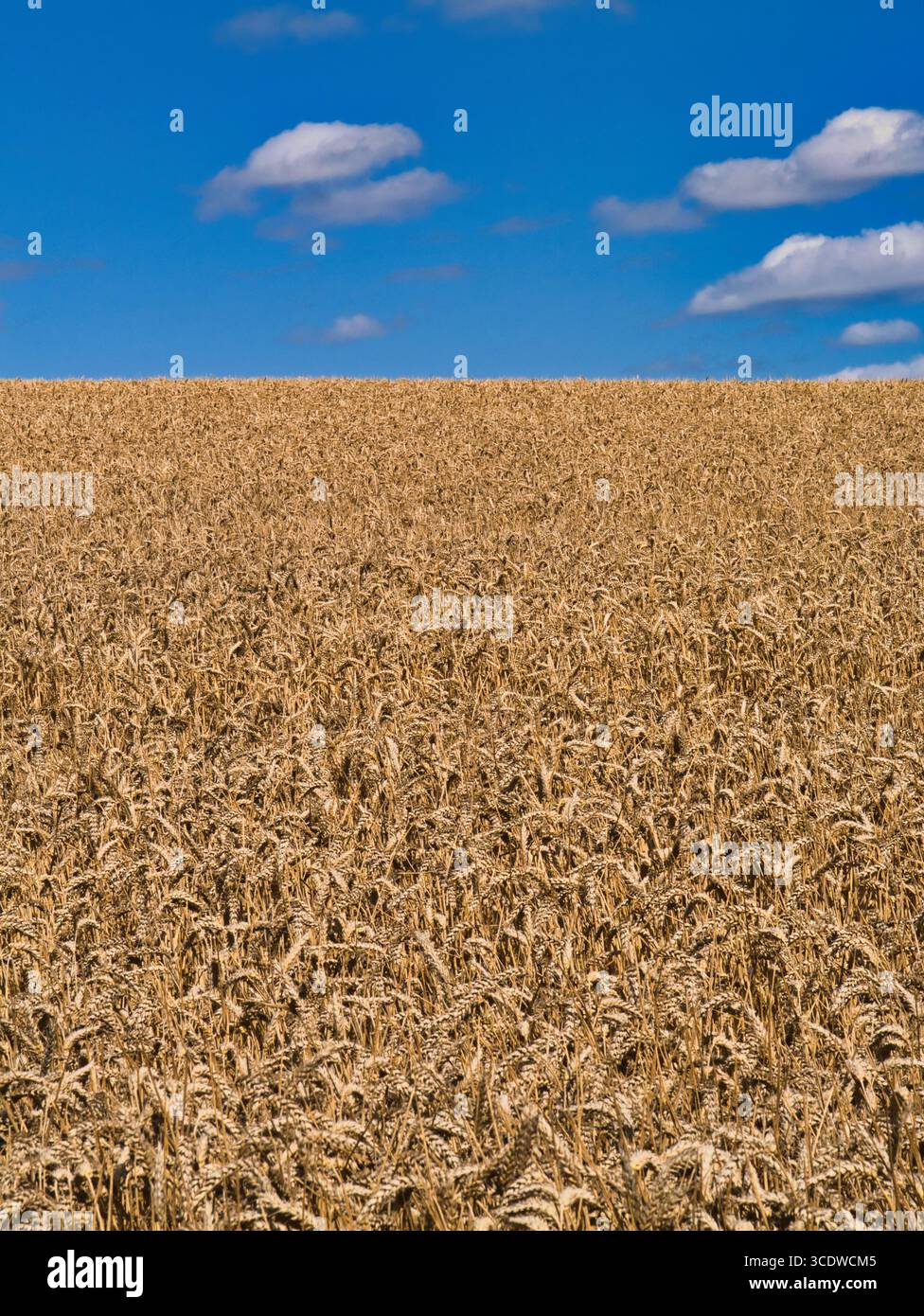 Reife Weizenköpfe füllen den Rahmen unter einem tiefblauen Himmel mit weichen Wolken an einem hellen Sommernachmittag in der Shropshire Hills National Landscape, Shropshire, Großbritannien. Stockfoto