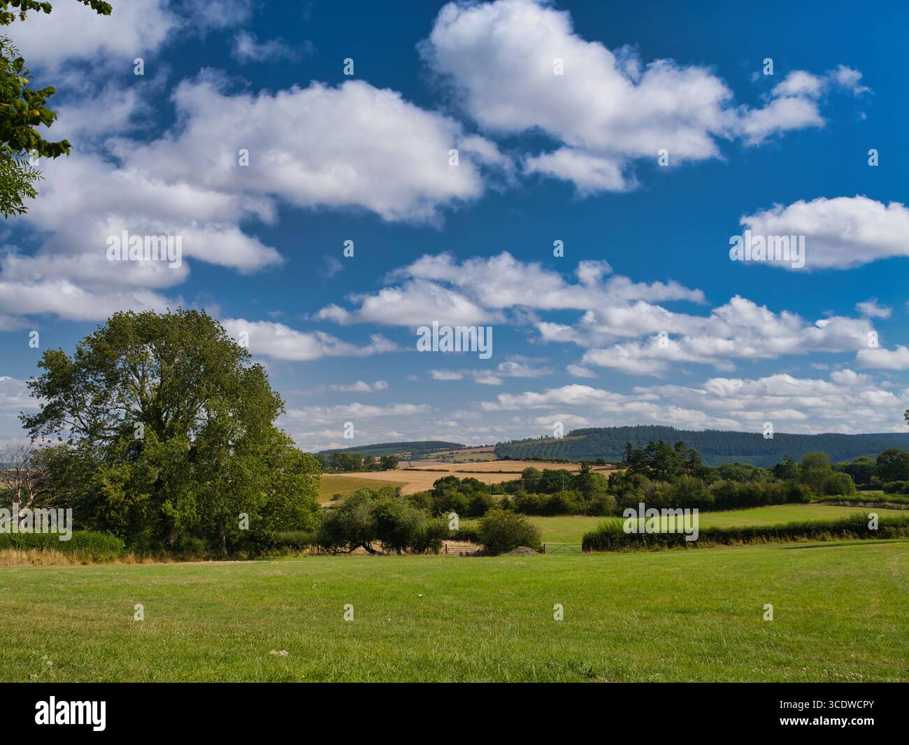 Sanfte Ackerflächen, Hecken und ferne Wälder unter einem hellblauen Himmel mit flauschigen Wolken, die an einem klaren Sommernachmittag in der Shropshire Hills National Landscape, Shropshire, Großbritannien, erfasst werden. Stockfoto Sanfte Ackerflächen, Hecken und ferne Wälder unter einem hellblauen Himmel mit flauschigen Wolken, die an einem klaren Sommernachmittag in der Shropshire Hills National Landscape, Shropshire, Großbritannien, erfasst werden. Stockfoto
