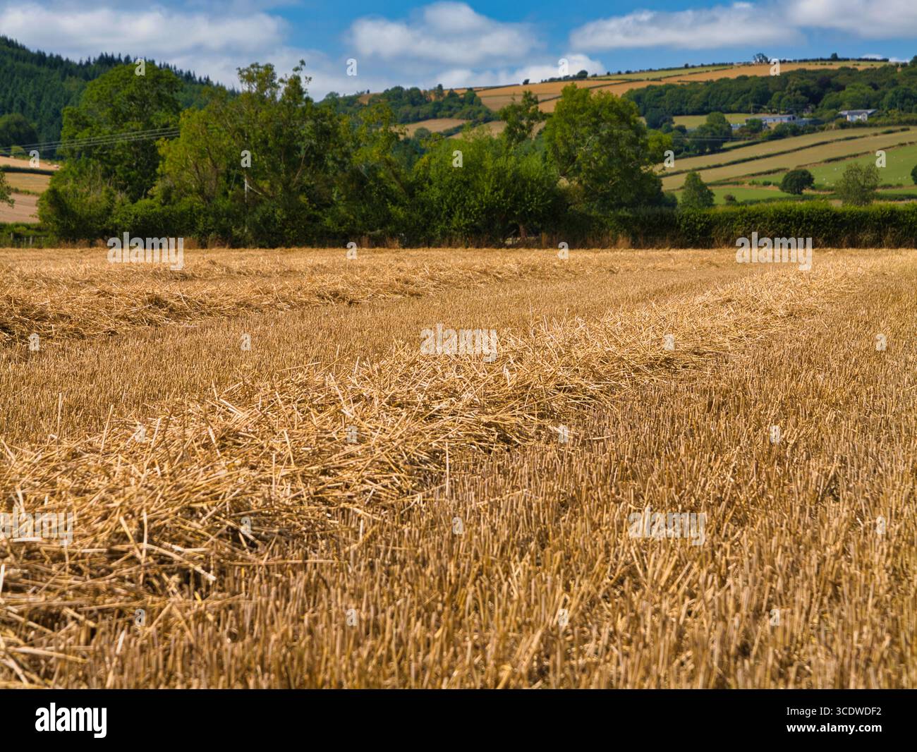Frisch geerntete Getreidefelder mit Strohblöcken im warmen Sommerlicht, umgeben von sanften Hügeln und Hecken in der Shropshire Hills National Landscape, Shropshire, Großbritannien. Stockfoto Frisch geerntete Getreidefelder mit Strohblöcken im warmen Sommerlicht, umgeben von sanften Hügeln und Hecken in der Shropshire Hills National Landscape, Shropshire, Großbritannien. Stockfoto
