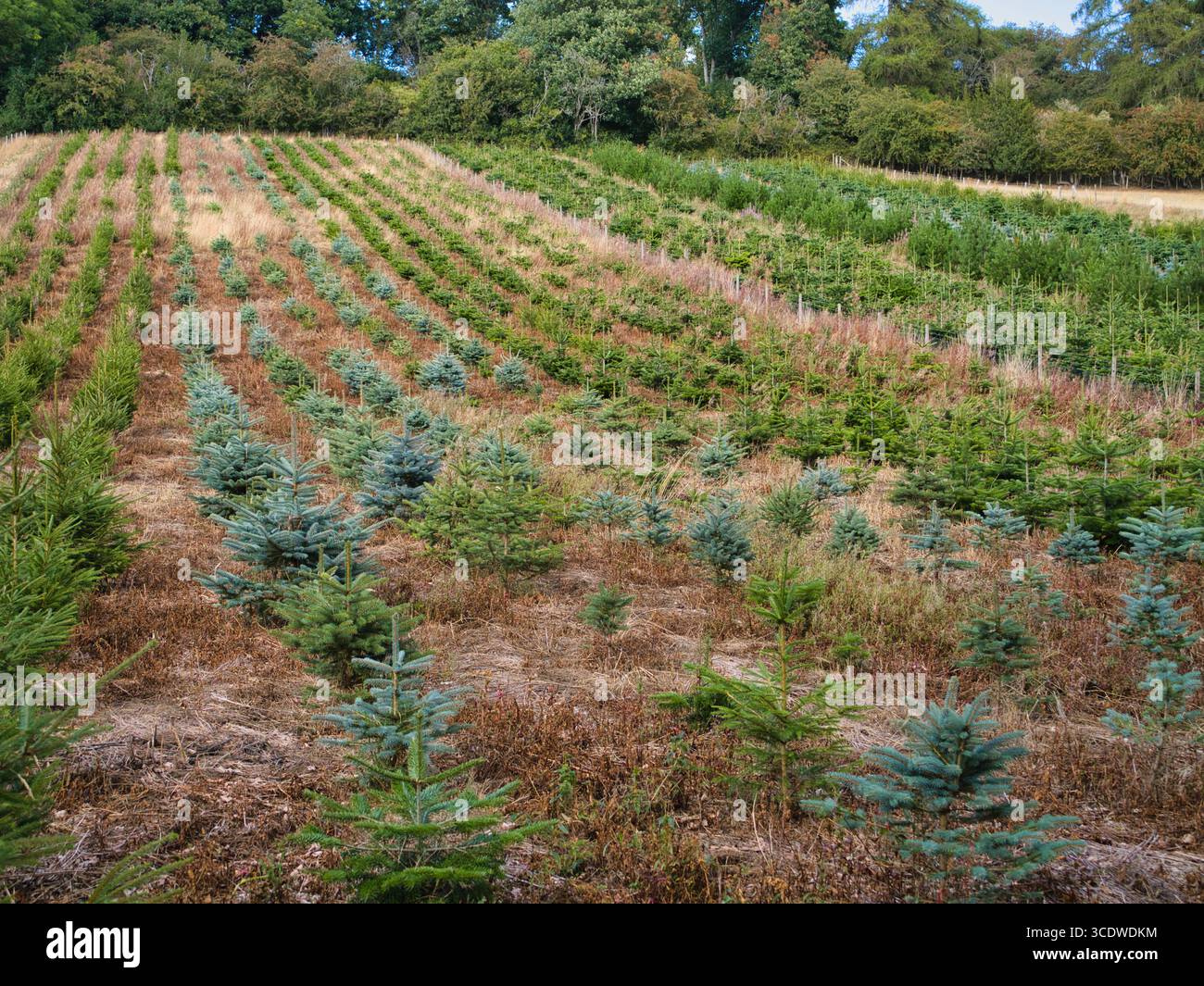 Hübsche Reihen junger Tannen und Fichten auf einer abfallenden Weihnachtsbaumfarm in Shropshire, Großbritannien, im Spätsommerlicht gefangen. Stockfoto