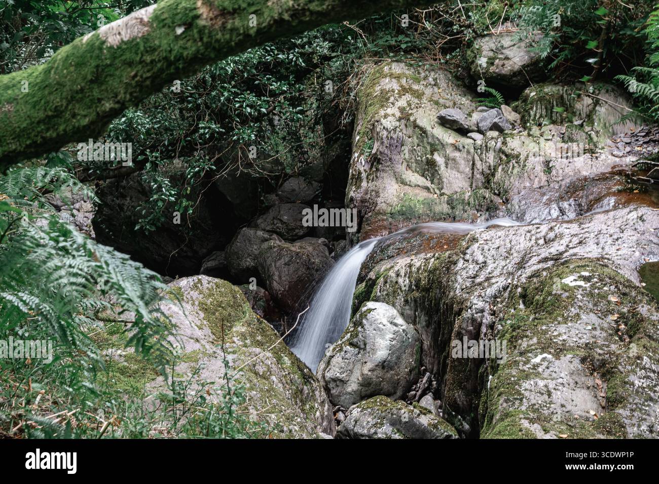 Ein ruhiger Waldstrom, der sich über die Felsen erstreckt und inmitten üppiger Grünflächen von Natur aus Schönheit verströmt Stockfoto