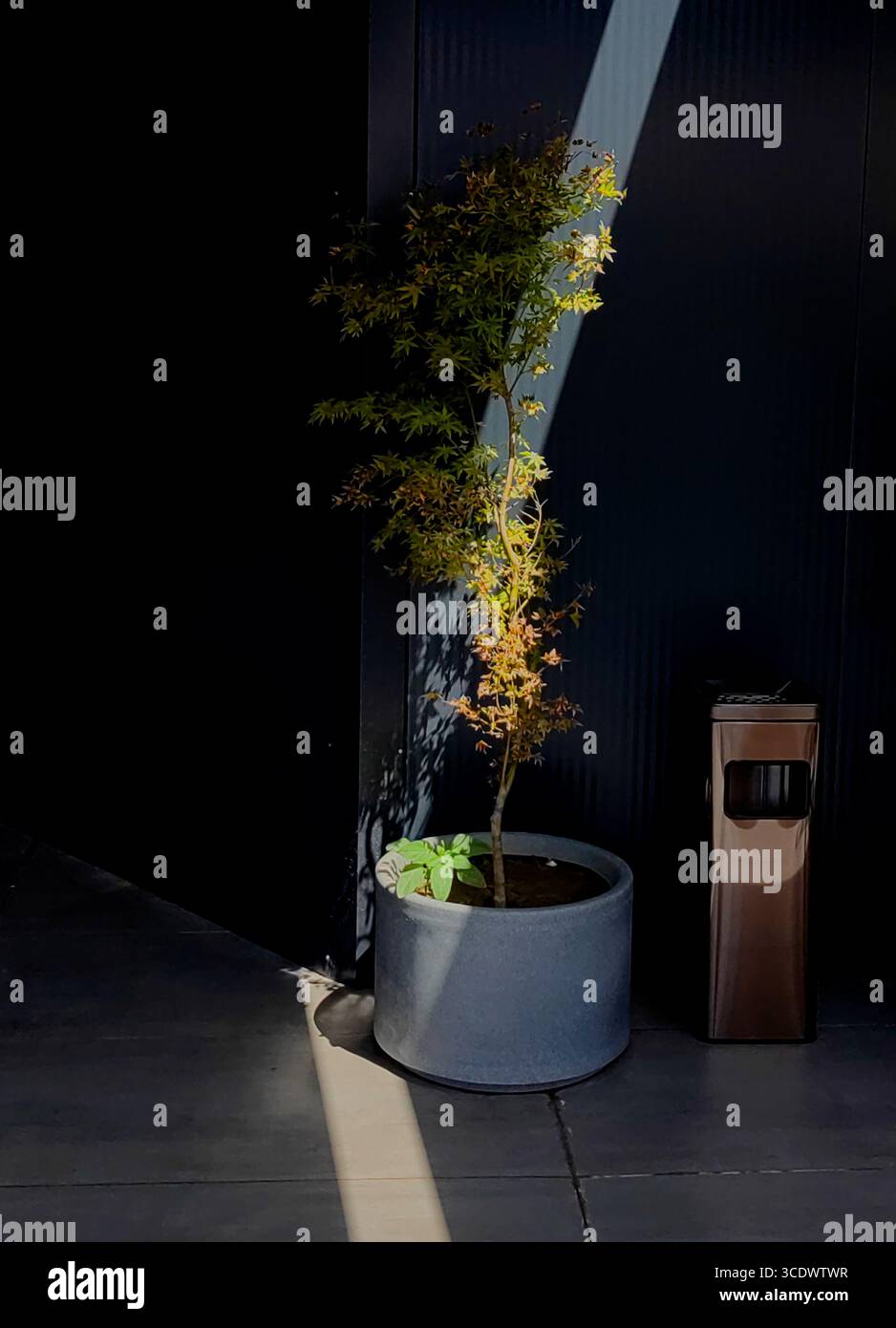 Beleuchteter Blumentopf in natürlichem Licht Stockfoto