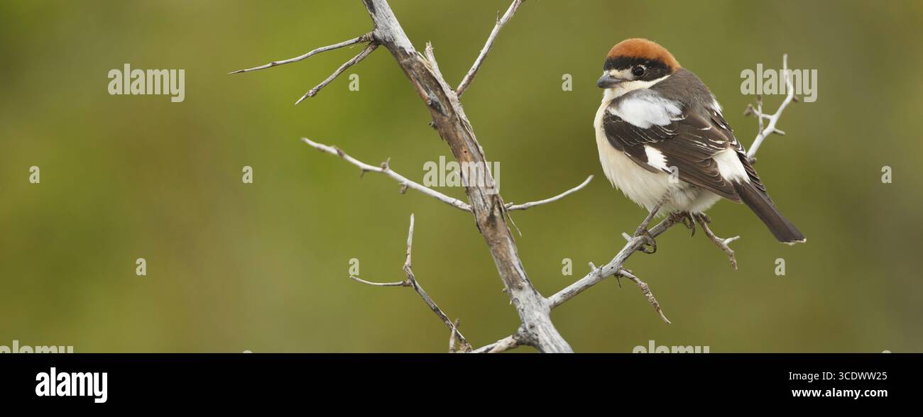 Rothaarige Krabbe, Woodchat Krabbe, Lanius Senator, Pie-grieche a tete rousse, Alcaudon Comun, Nemrut Dagi, Karadut, Adyaman, Türkei Stockfoto