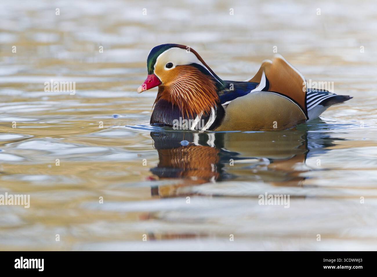 Mandarinenente, Mandarinenente, Aix galericulata, Kanarenmandarin, Pato Mandarin, Waldpark, Mannheim, Baden-Württemberg, Deutschland Stockfoto
