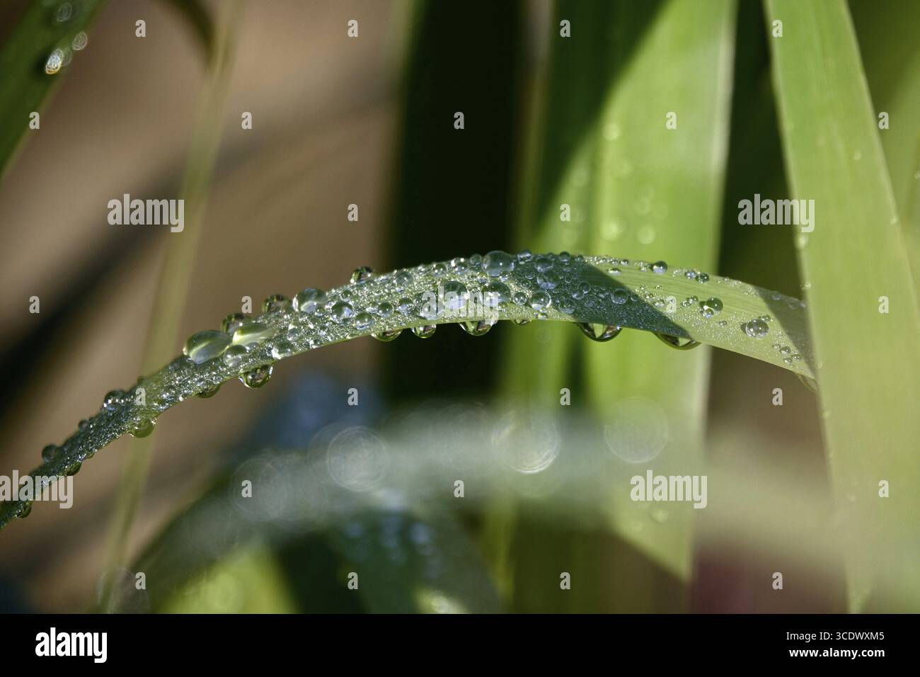 Tropfen Wasser auf einem Blatt, Juni, Deutschland Stockfoto