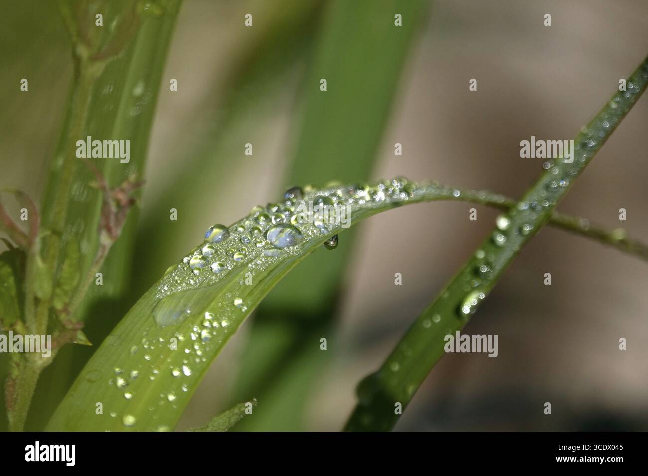 Tropfen Wasser auf einem Blatt, Juni, Deutschland Stockfoto