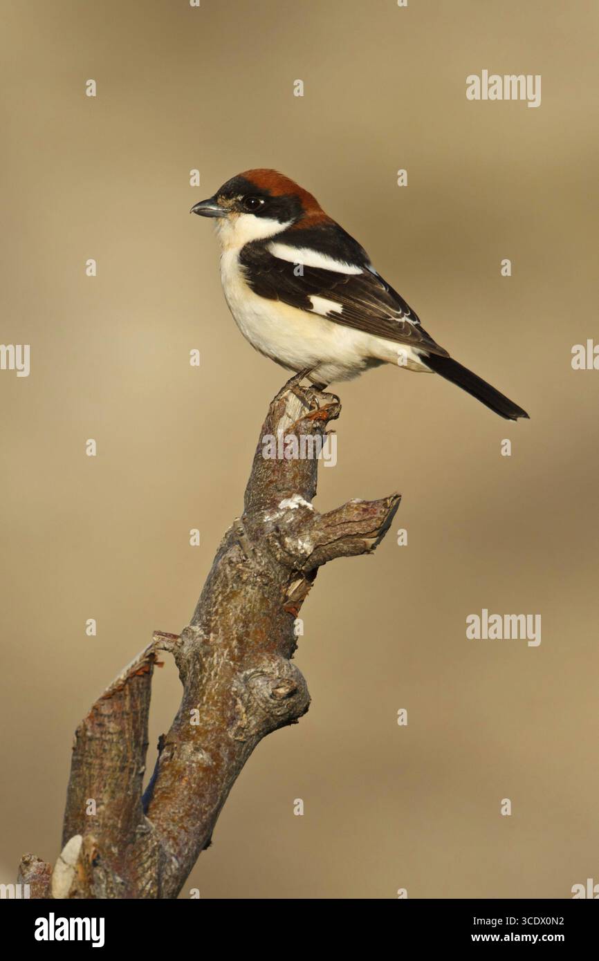 Rothaarige Krabbe, Woodchat Krabbe, Lanius Senator, Pie-grieche a tete rousse, Alcaudon Comun, Nemrut Dagi, Karadut, Adyaman, Türkei Stockfoto