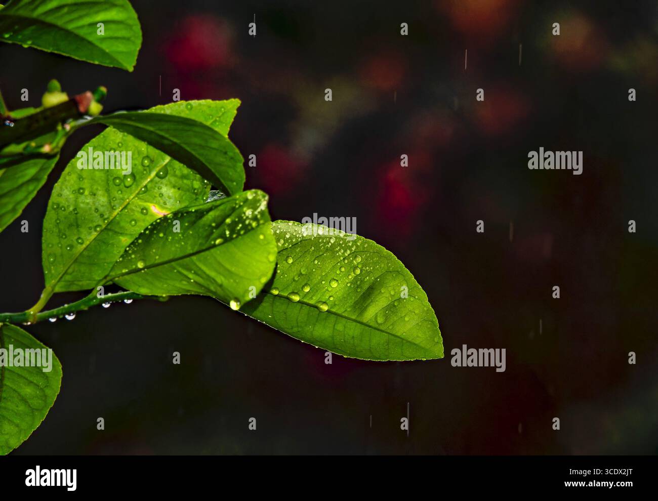 Wassertropfen auf einer Zitruspflanze Stockfoto