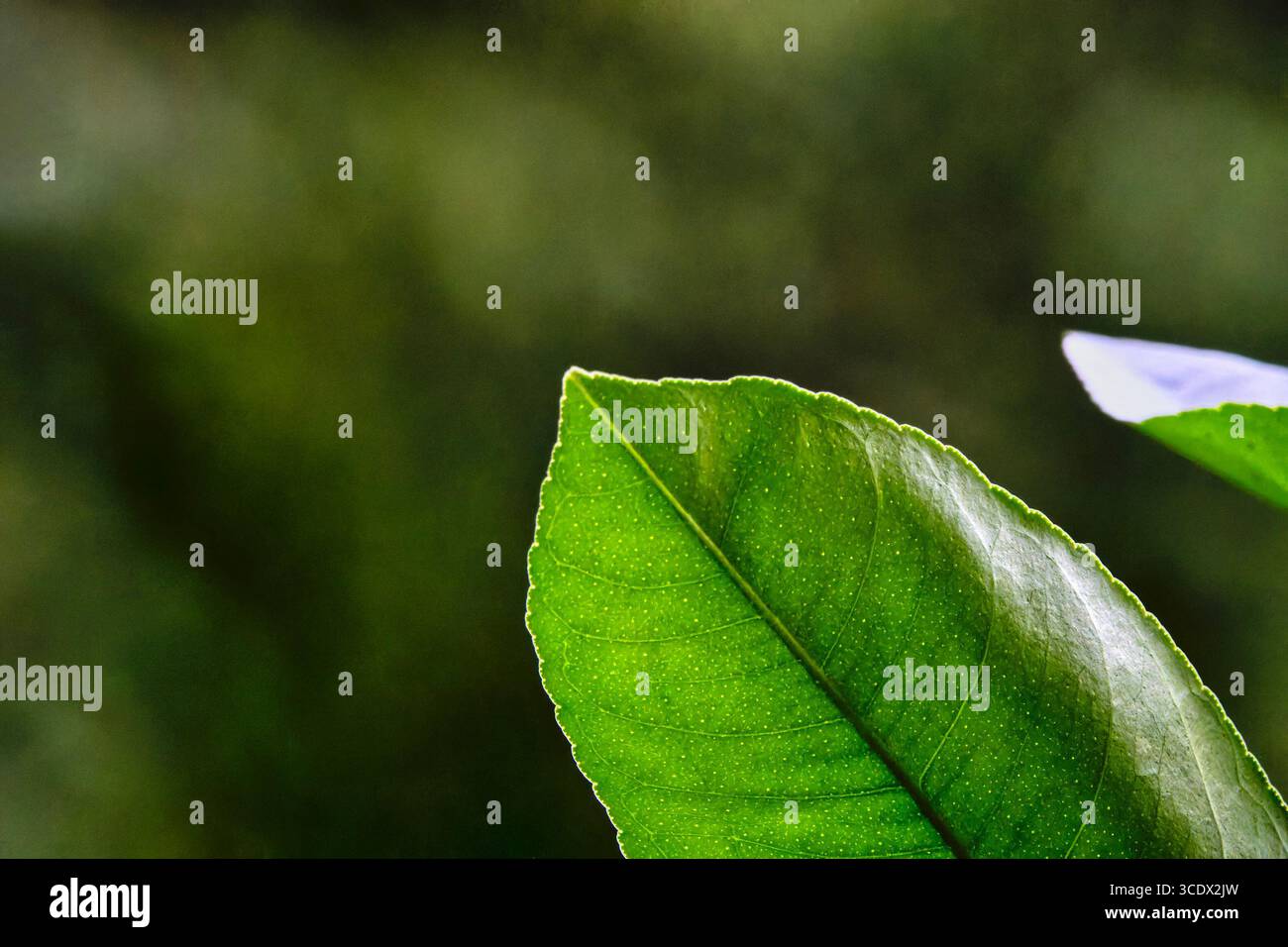 Wassertropfen auf einer Zitruspflanze Stockfoto