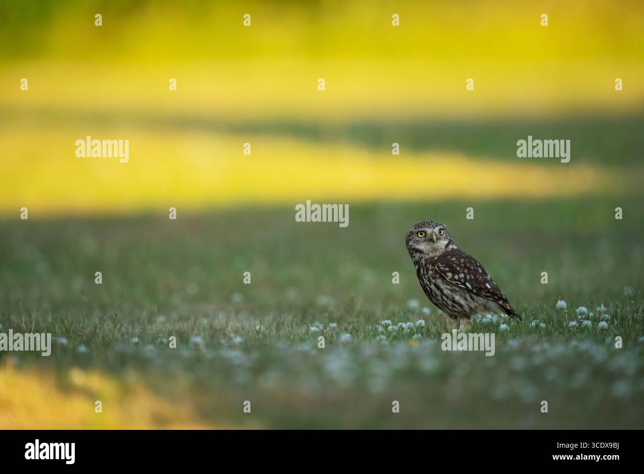 Little Ewl Athene noctua, ein erwachsener Vogel, der während der Jagd nach Würmern und Insekten während des schwindenden Lichtes eines Sommertages pausiert, Nottinghamshire, UK, Juni Stockfoto