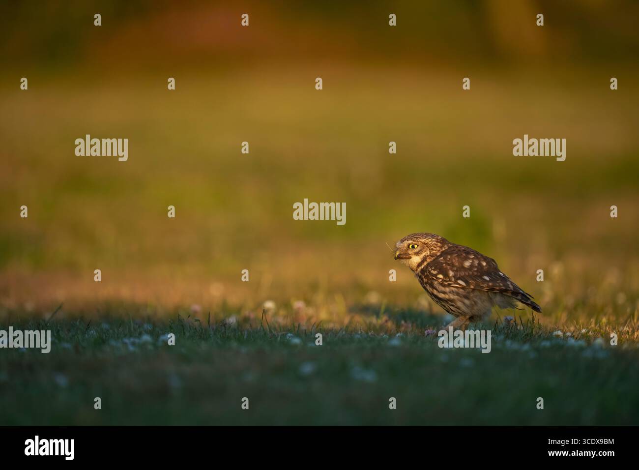 Little Owl Athene noctua, ein erwachsener Vogel mit seinen kürzlich gefangenen Larven bereitet sich auf den Flug vor, Nottinghamshire, UK, Juni Stockfoto