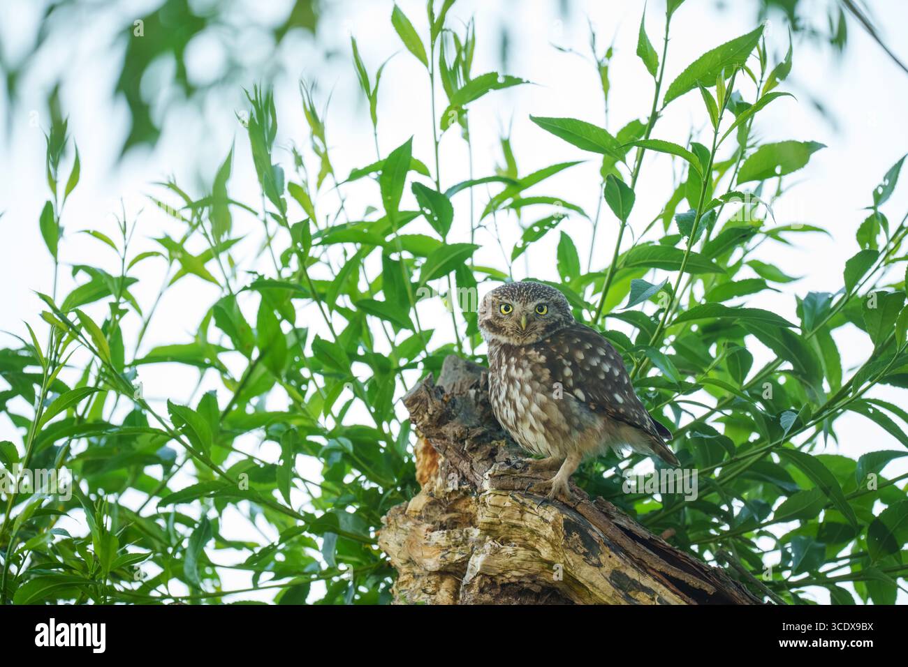 Little Ewl Athene noctua, Blick auf einen einzelnen erwachsenen gefiederten Vogel, der auf einem Zweig einer Weide thront, am Rande des Ackerlandes, Nottinghamshire, Großbritannien Stockfoto