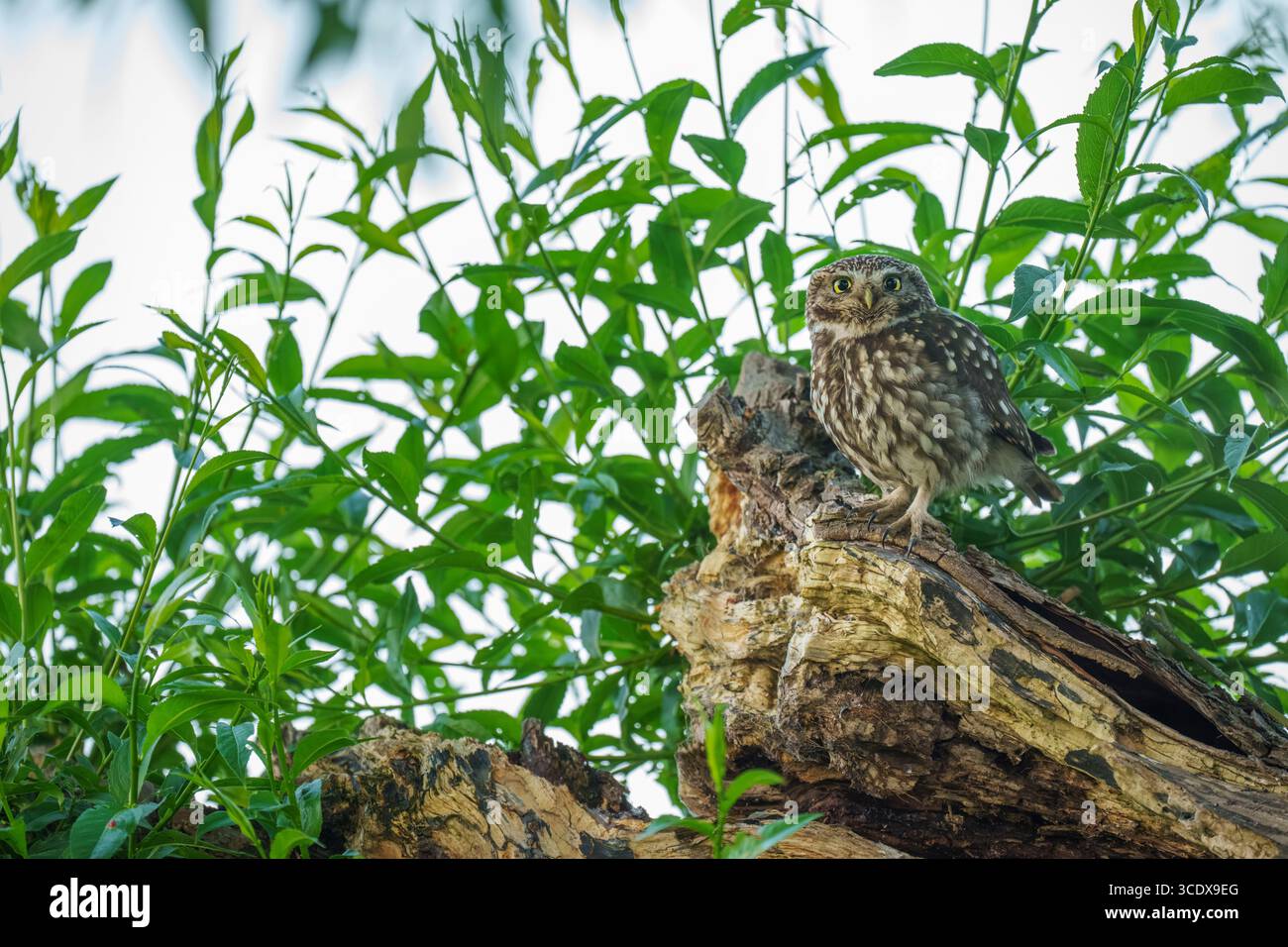 Little Ewl Athene noctua, Blick auf einen einzelnen erwachsenen gefiederten Vogel, der auf einem Zweig einer Weide thront, am Rande des Ackerlandes, Nottinghamshire, Großbritannien Stockfoto