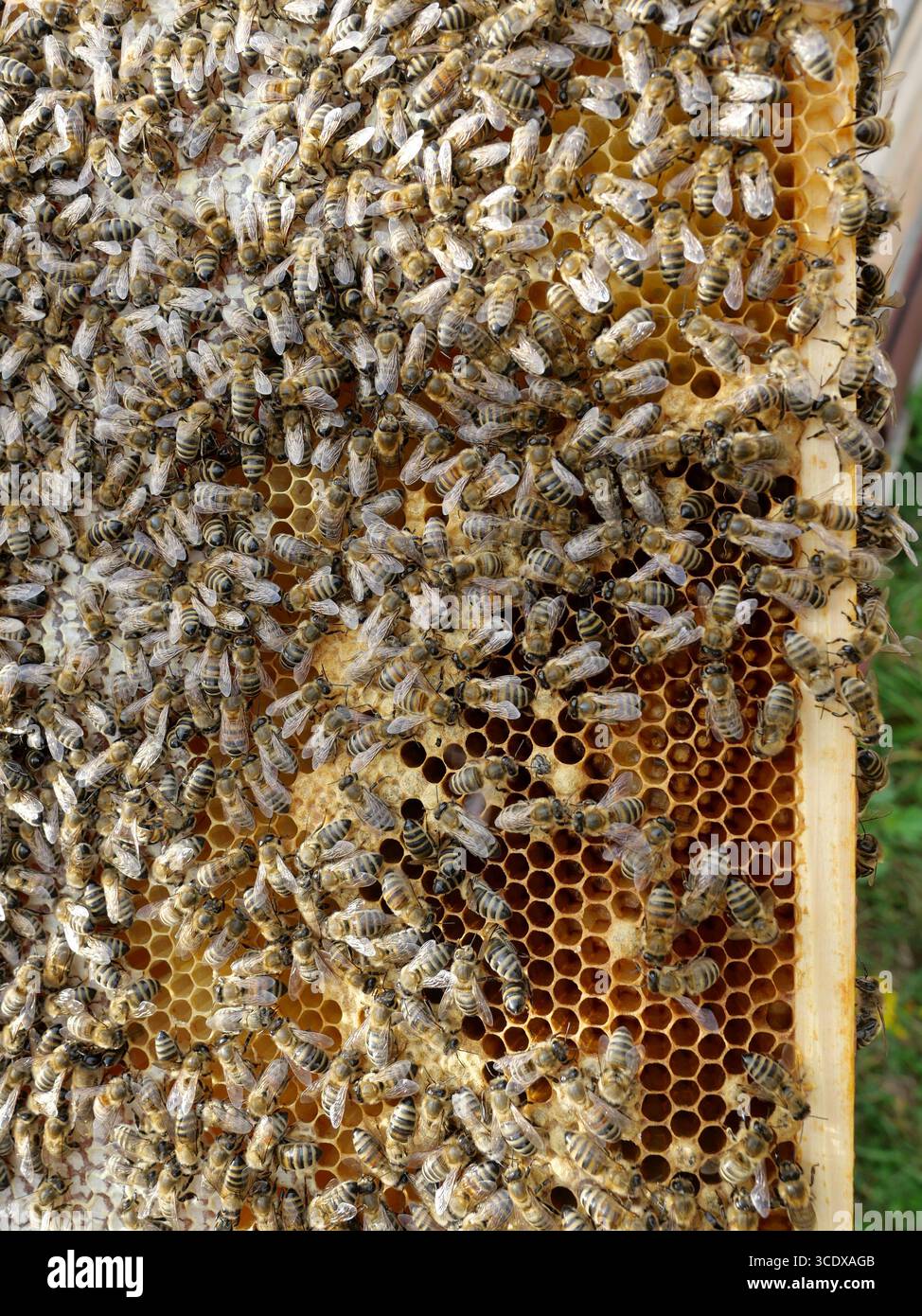 Mit natürlichem Honig gefüllter Wabenrahmen, einige Zellen mit Kappe versehen – direkt aus dem Bienenstock. Kopierraum Stockfoto
