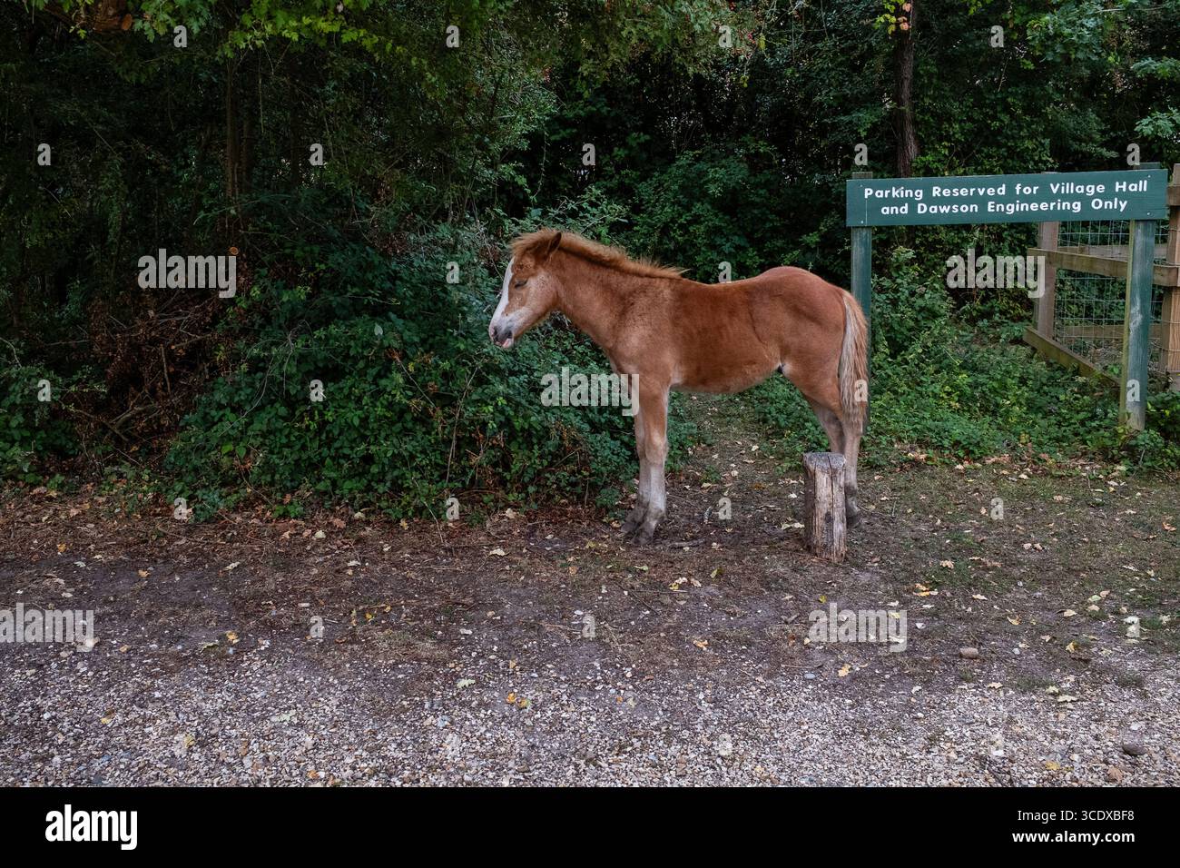 Ein junges Fohlen im Dorf Burley, Hampshire the New Forest, stehend und ruht in der Hitze des Sommers Stockfoto
