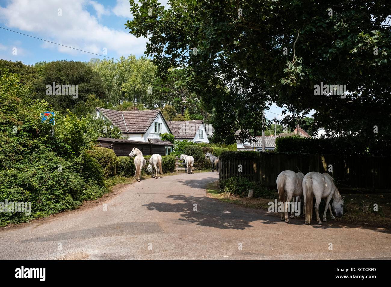 New Forest Ponys grasen und gehen frei durch die Seitenstraßen in Burley Hampshire England Stockfoto