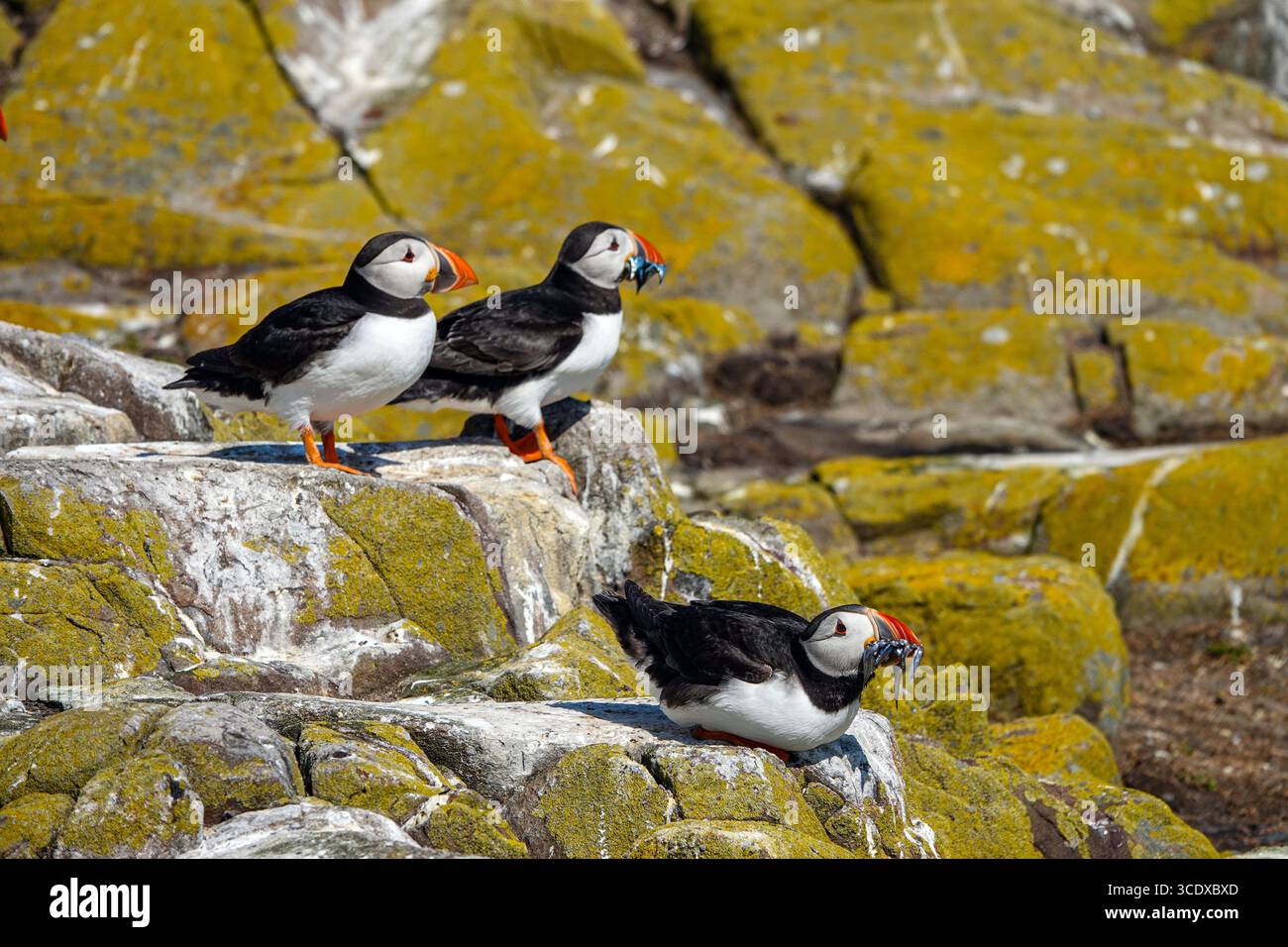 Papageientaucher auf Inner Farne, Seahouses, Farne Inseln, Touristenziel, Northumberland, Nordengland, Großbritannien Stockfoto