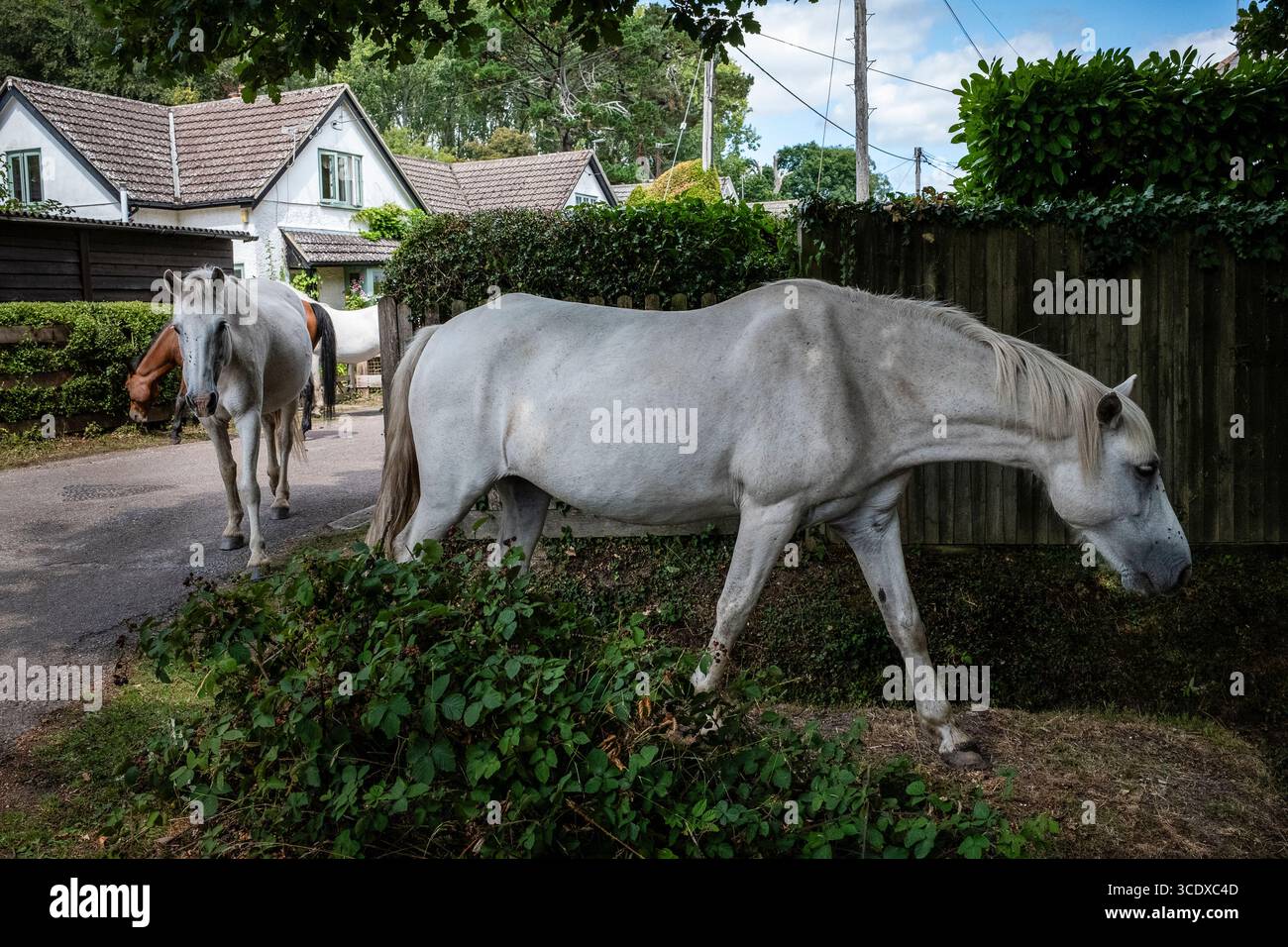Ein paar New Forest Ponys grasen und gehen frei durch die Seitenstraßen in Burley Hampshire England Stockfoto