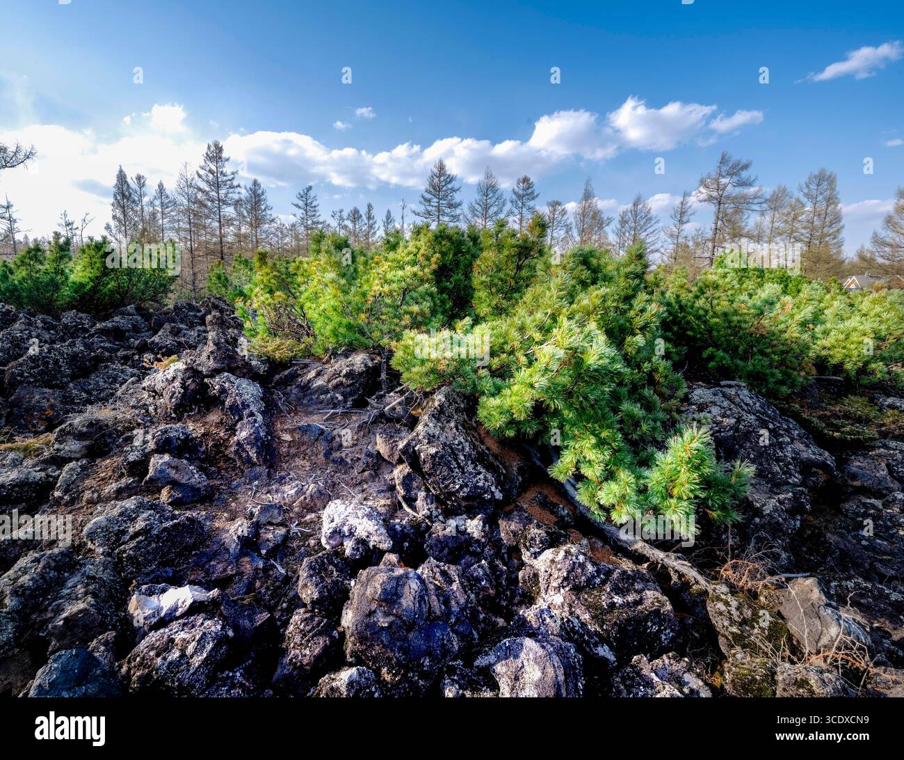 Hohhot. Mai 2025. Dieses Foto vom 19. Mai 2025 zeigt die Lavageform und den Wald im Arxan National Forest Park in Arxan, der autonomen Region der Inneren Mongolei im Norden Chinas. Arxan, eine Stadt mit weniger als 40.000 Einwohnern und einer Vegetationsfläche von über 95 Prozent, liegt am südwestlichen Fuß des Dahinggan-Gebirges, dem Schnittpunkt von vier großen Graslandschaften in Nordchina. Heute ist es ein immer beliebter werdendes Reiseziel. Quelle: Ma Jinrui/Xinhua/Alamy Live News Stockfoto