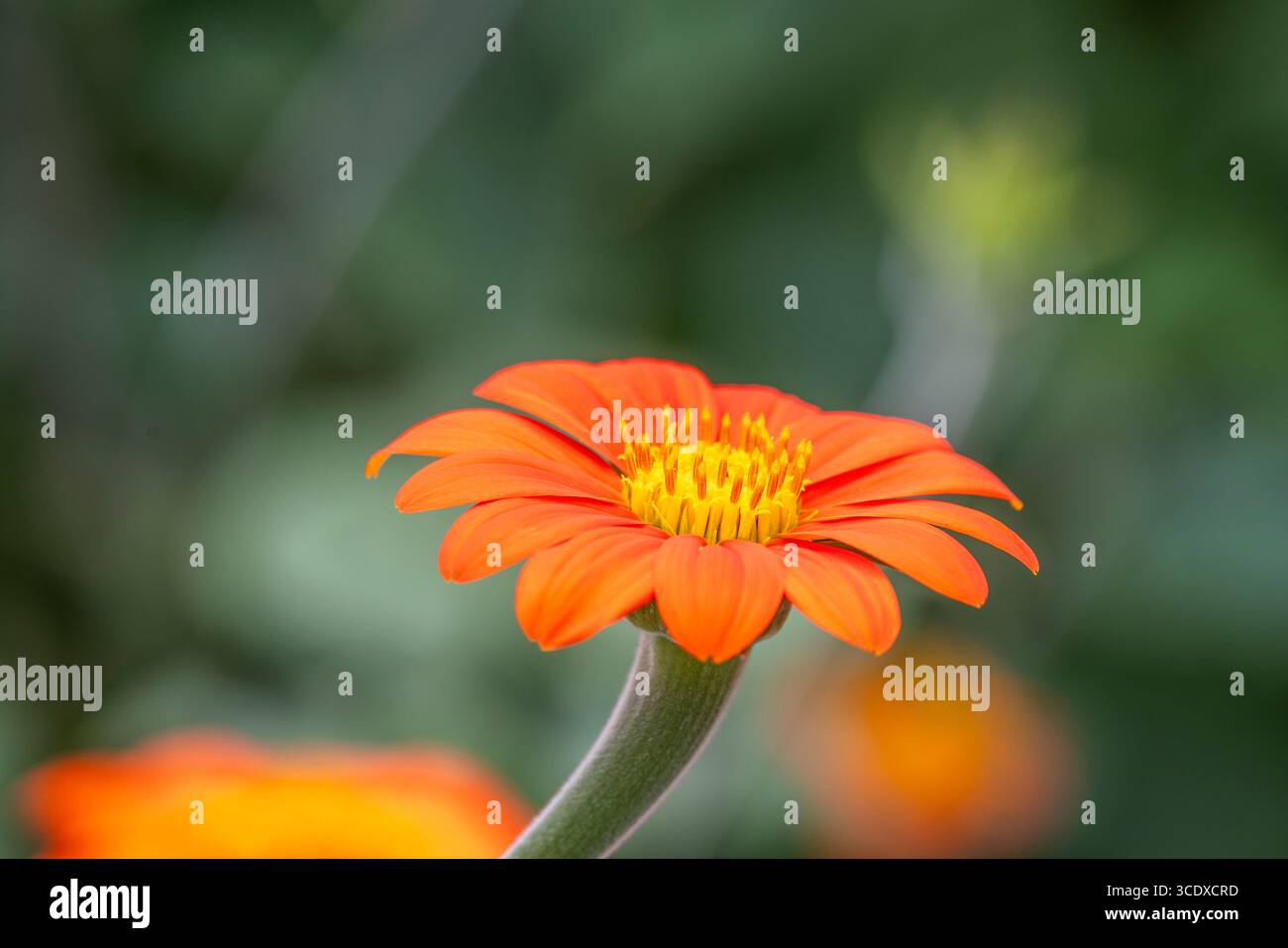Nahaufnahme eines leuchtenden orange-gelb-roten Sonnenblumenkopfes Stockfoto