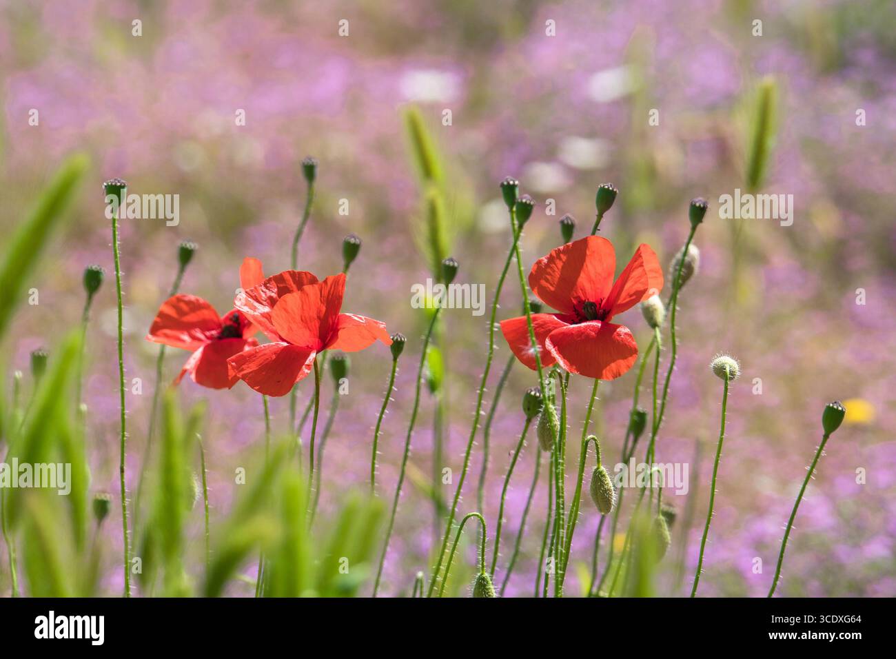 Wilder roter Mohn (Papaver rhoeas), auch bekannt als der Maismohn, der in den andalusischen Bergen in Spanien wächst. April 2025 Stockfoto