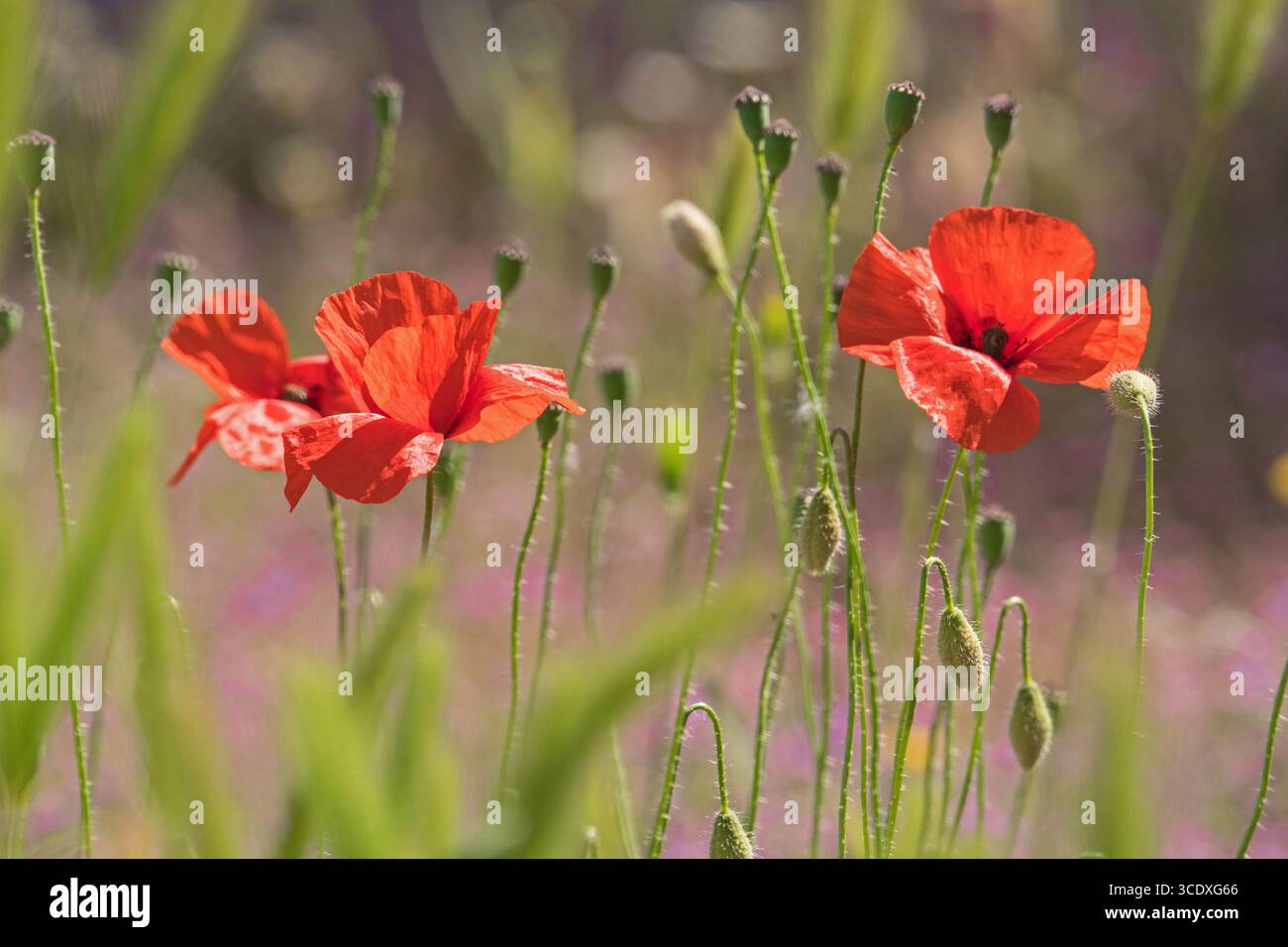 Wilder roter Mohn (Papaver rhoeas), auch bekannt als der Maismohn, der in den andalusischen Bergen in Spanien wächst. April 2025 Stockfoto