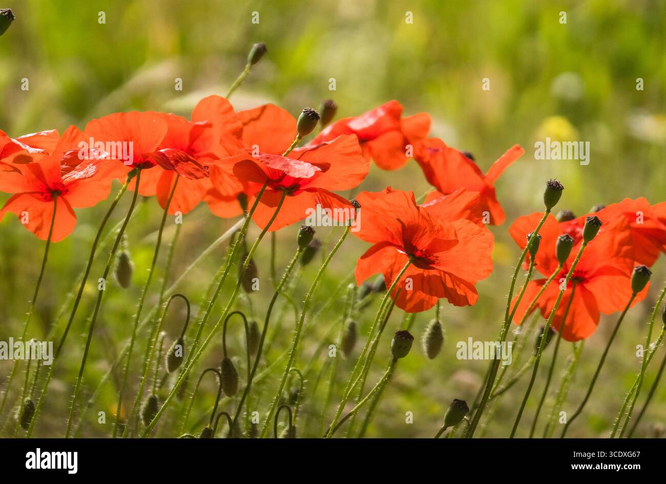 Wilder roter Mohn Papaver rhoeas, auch bekannt als der Maismohn, der in den andalusischen Bergen in Spanien wächst. April 2025 Stockfoto