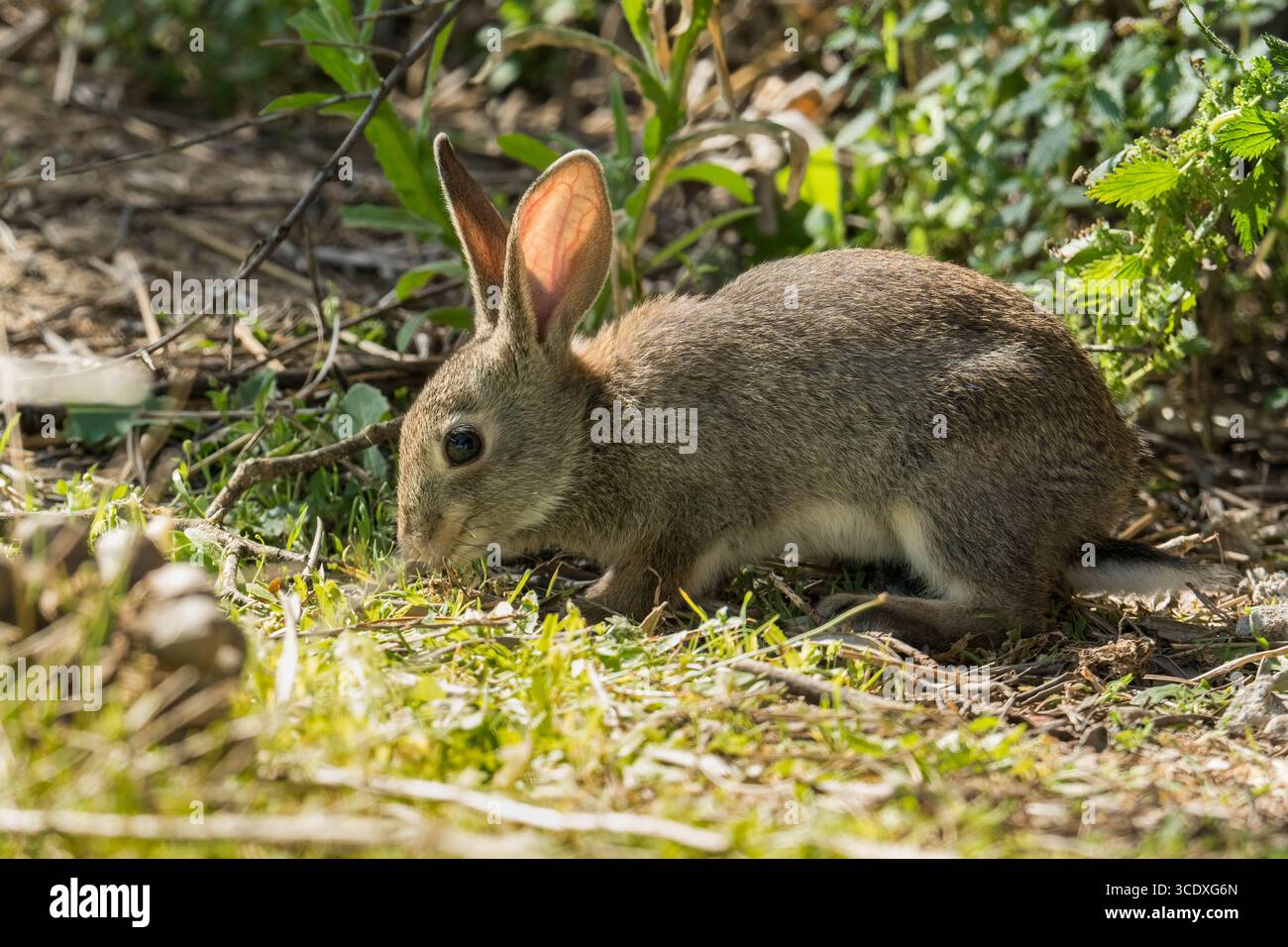 Europäisches Wildkaninchen (Oryctolagus cuniculus) Naturpark Sierra de Andújar Andalusien Spanien. April 2025 Stockfoto