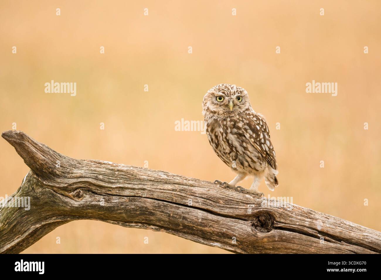 Erwachsene männliche kleine Eule (Athene noctua) sitzt auf einem Posten Worcestershire England Großbritannien. Juli 2025 Stockfoto