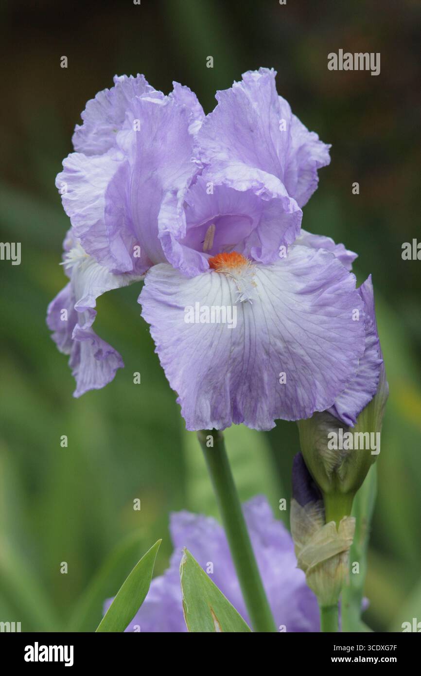 Bärtige Iris-Schauspielerin mit charakteristischen blassblauen Rüschenblüten und Orangenbart im späten Frühjahr. UK Stockfoto