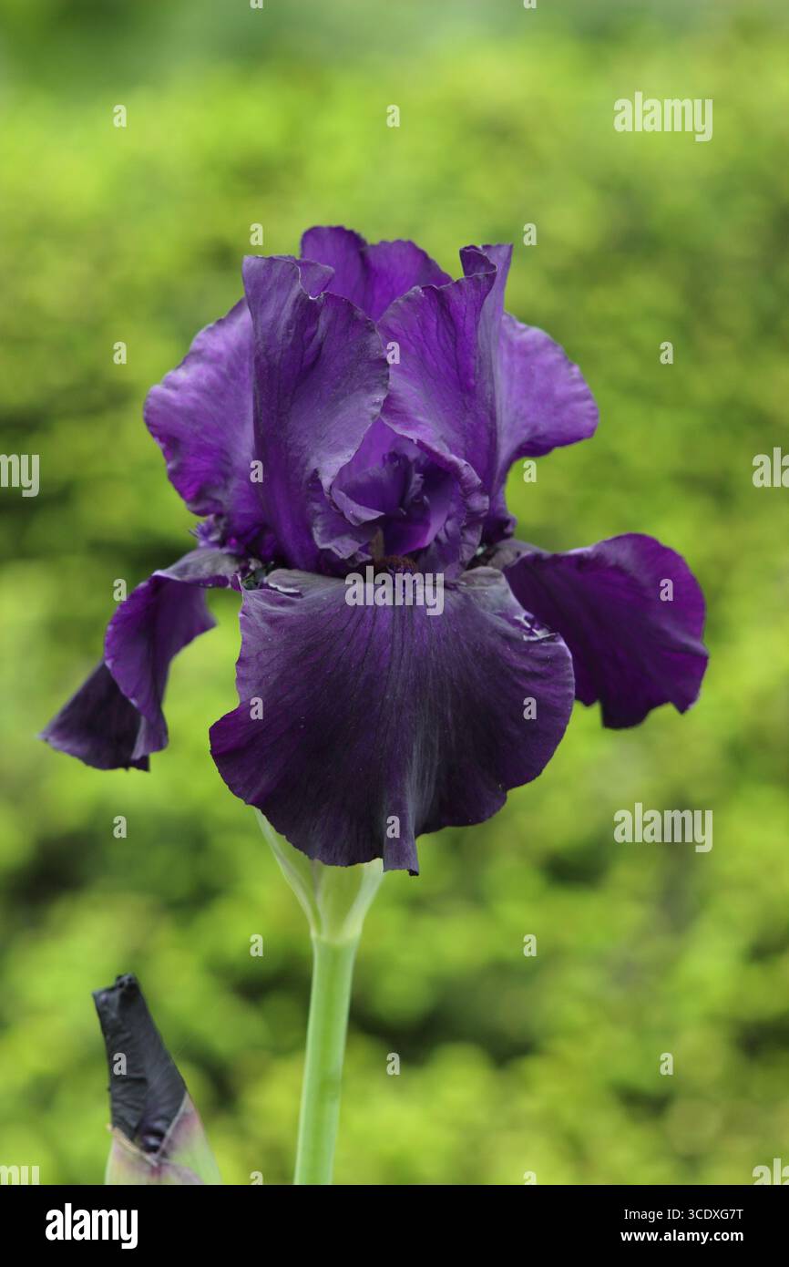 Iris Draco. Dunkelviolette Blüten der hohen bärtigen Iris „Draco“ im Frühsommer. UK Stockfoto