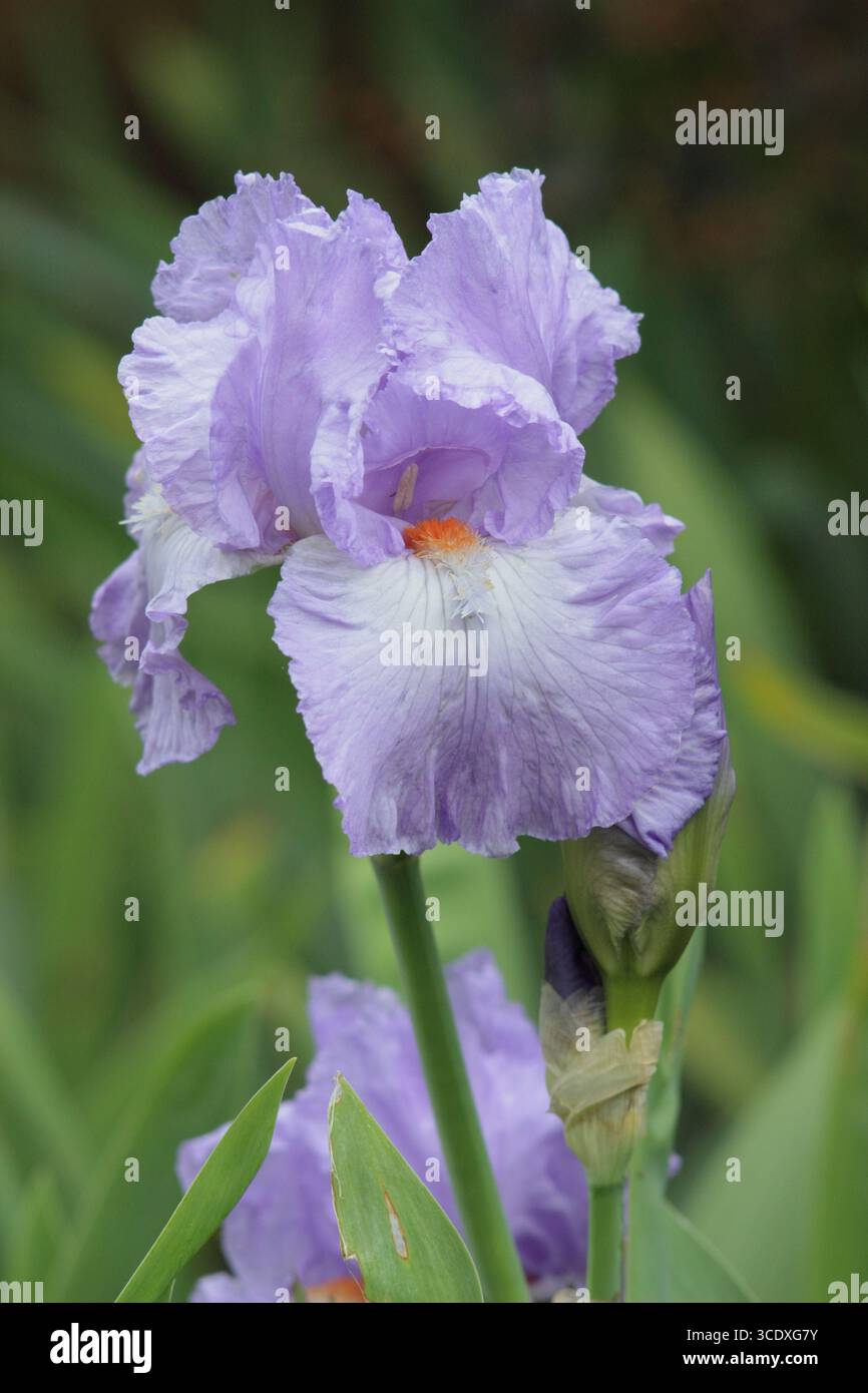 Bärtige Iris-Schauspielerin mit charakteristischen blassblauen Rüschenblüten und Orangenbart im späten Frühjahr. UK Stockfoto
