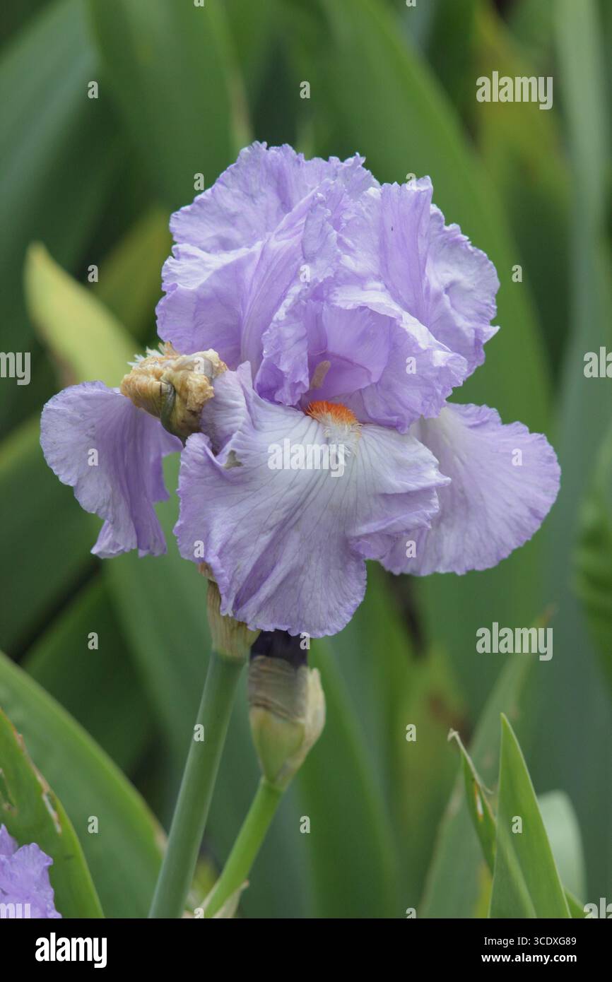 Bärtige Iris-Schauspielerin mit charakteristischen blassblauen Rüschenblüten und Orangenbart im späten Frühjahr. UK Stockfoto