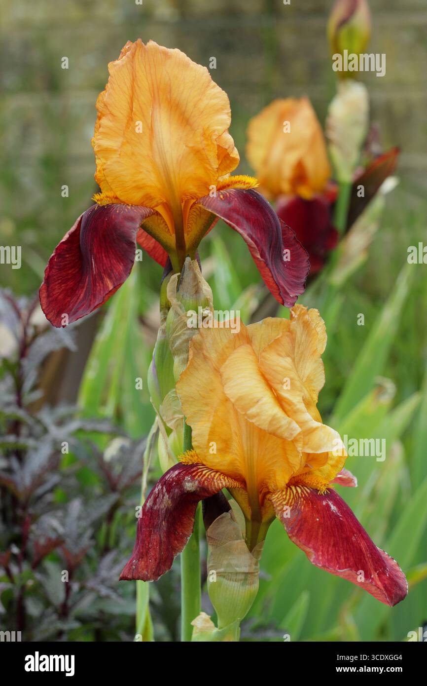 Iris Gai Luron, hohe bärtige Iris mit tiefen Bronze- und goldorangefarbenen Blüten im Frühsommer Stockfoto