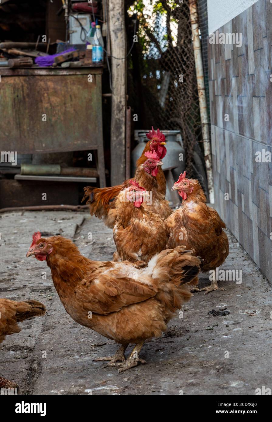Gruppe von braunen Hühnern, die auf einem rustikalen Bauernhof stehen, natürliche Umgebung im Freien, Geflügeltiere im Fokus, ländliche Landwirtschaft Hintergrund. Stockfoto