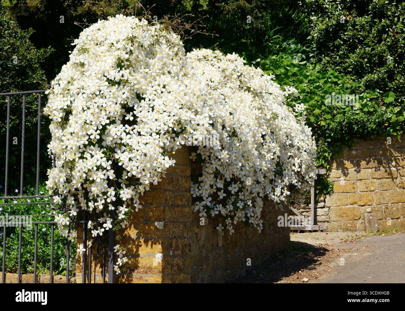 Clematis montana var. Grandiflora ( Weiße Anemone Clematis ) Kletterpflanze in Blume im Mai, Großbritannien Stockfoto