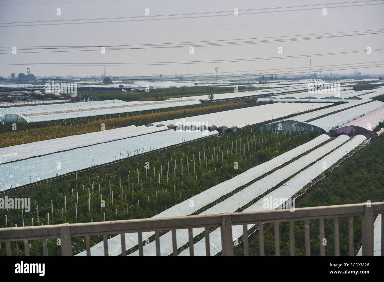Landwirtschaftliche Gewächshäuser in der Nähe von Pingyao, Shanxi, China, vom Hochgeschwindigkeitszug aus gesehen Stockfoto