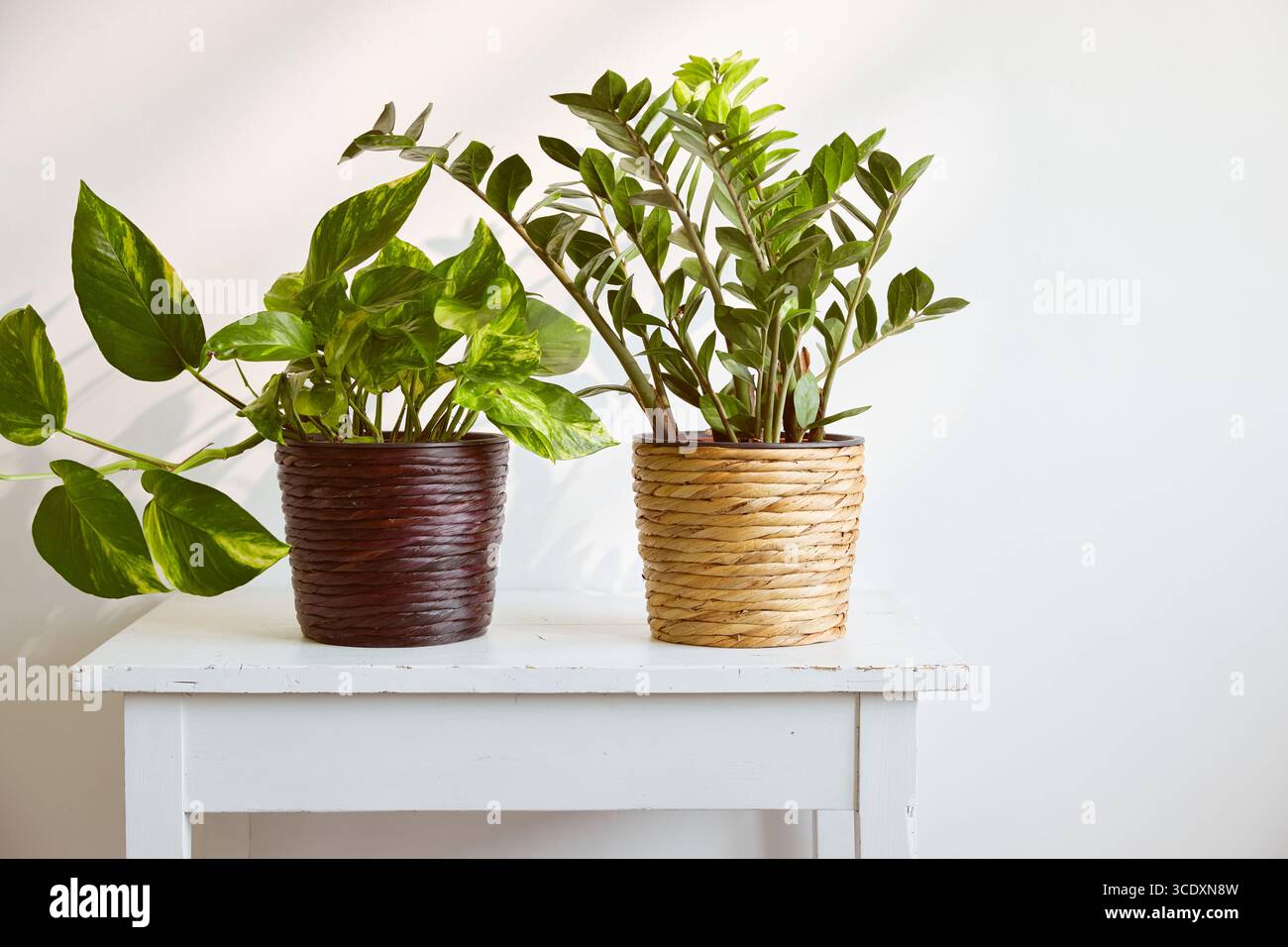 Zwei grüne Topfpflanzen auf einem weißen Tisch. Stockfoto