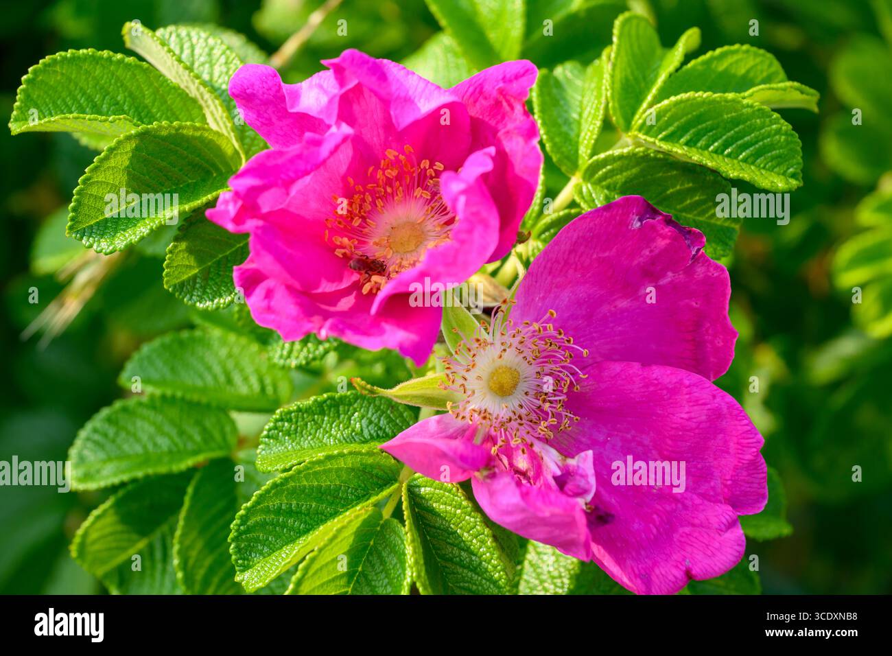 Leuchtend rosa Blüten sind umgeben von leuchtend grünen Blättern, die das Wesen eines sonnigen Tages einfangen. Zarte Blütenblätter und komplizierte Staubblätter sind besonders hell Stockfoto