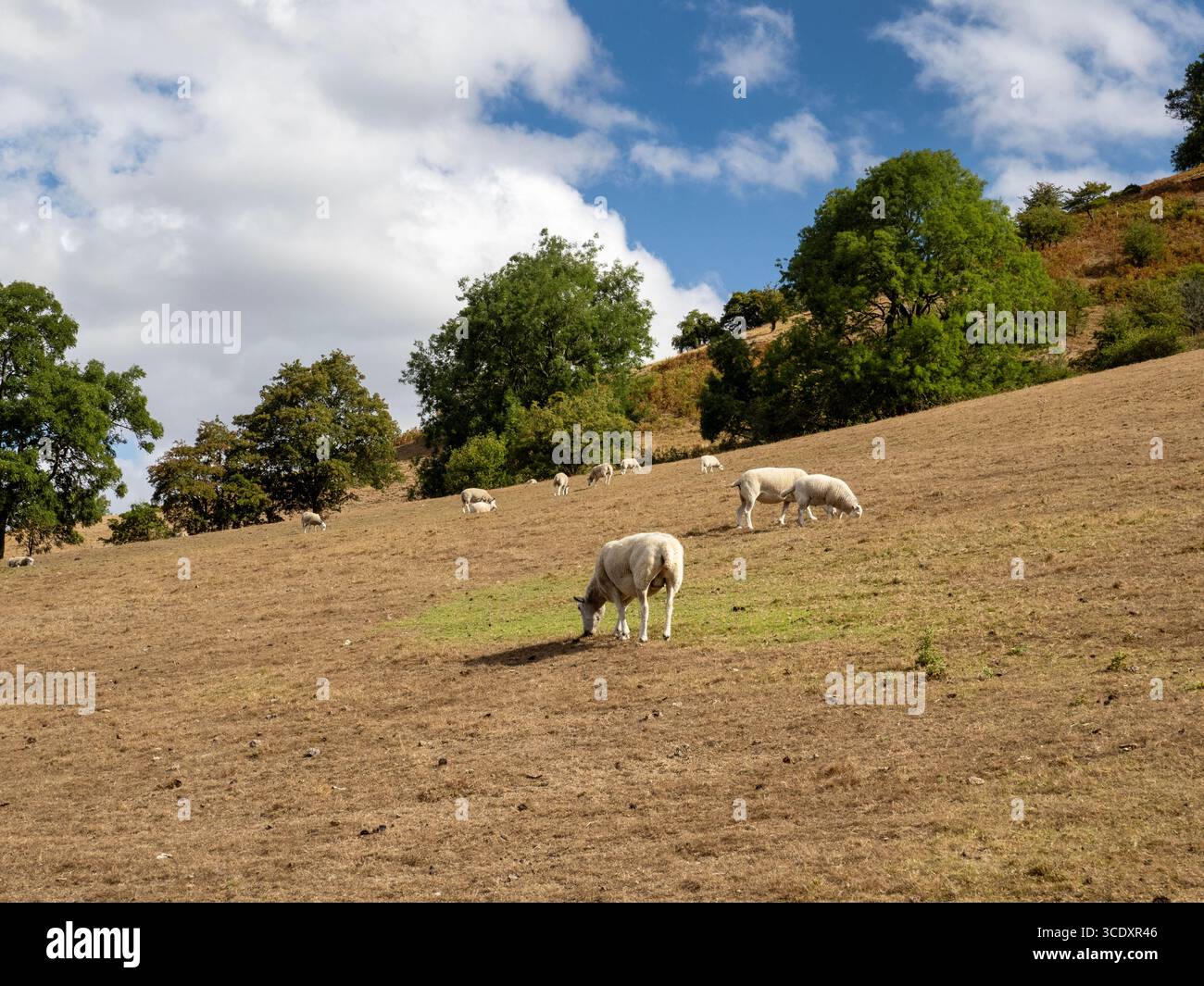 Schafe, die auf braunem Gras weiden, getötet durch die anhaltende Dürre auf Caer Caradoc oberhalb von Church Stretton, Shropshire, Großbritannien. Stockfoto